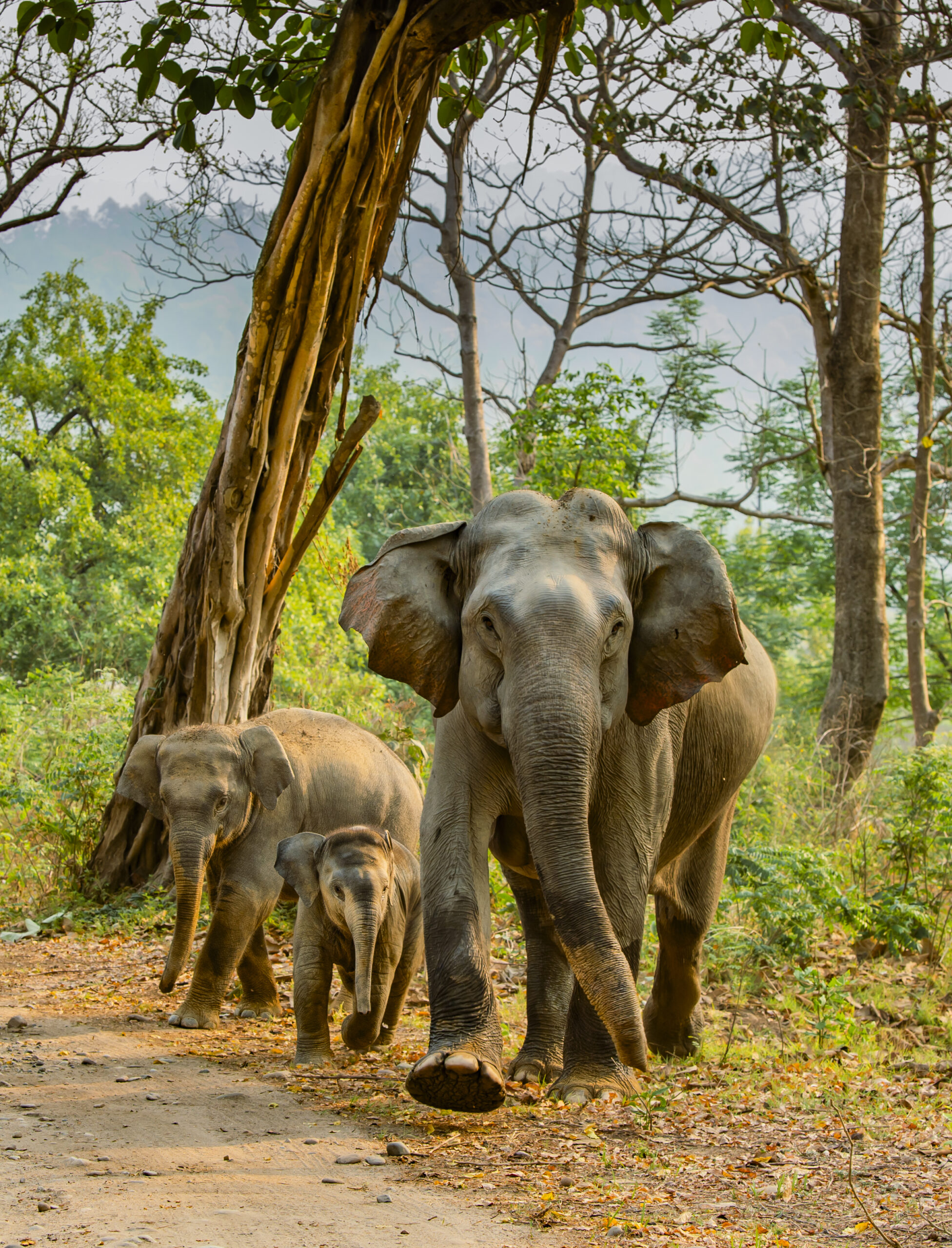 Terrific Terai gallery image 2
