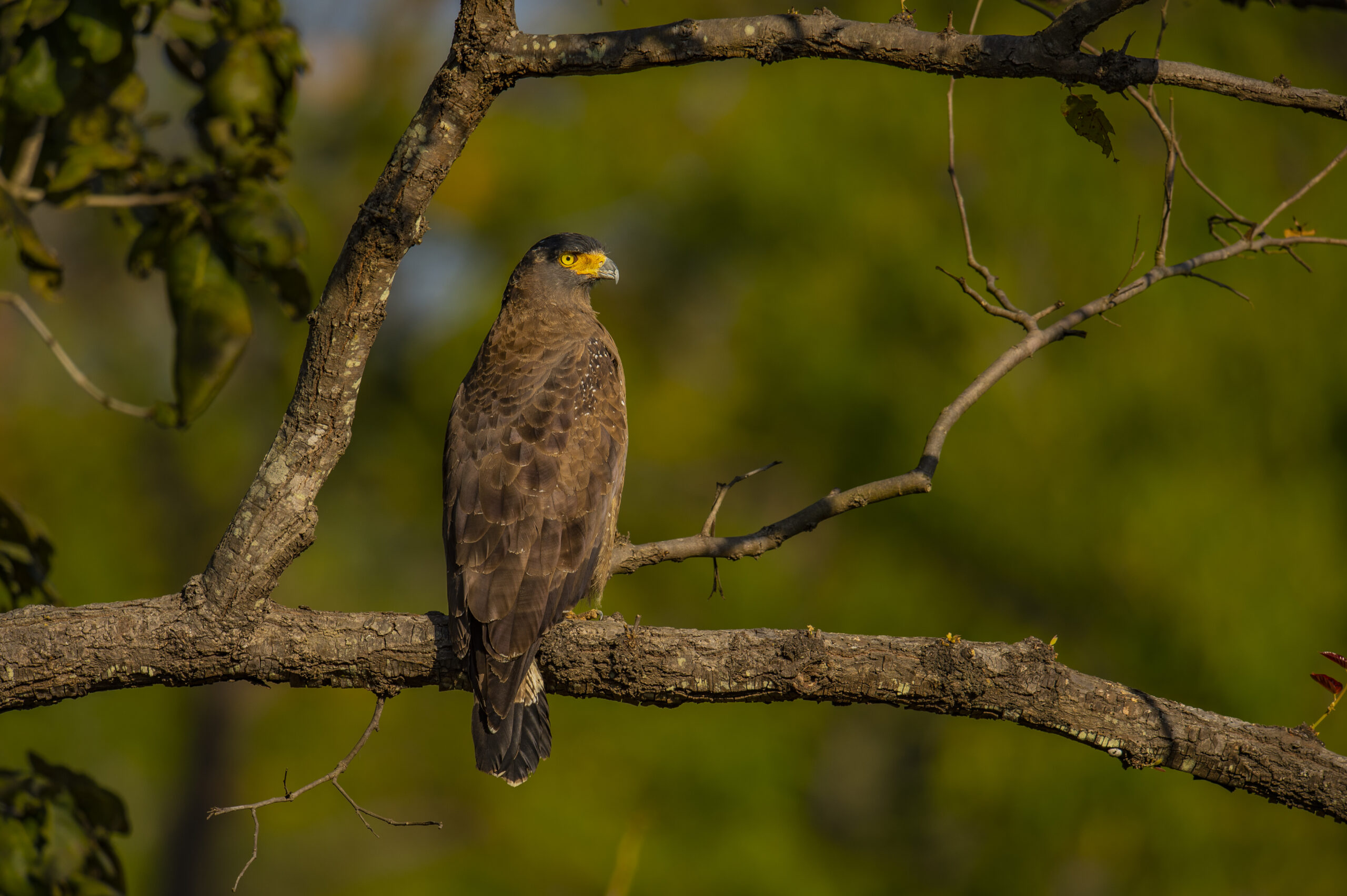 Central India’s Six-Park Safari gallery image 9