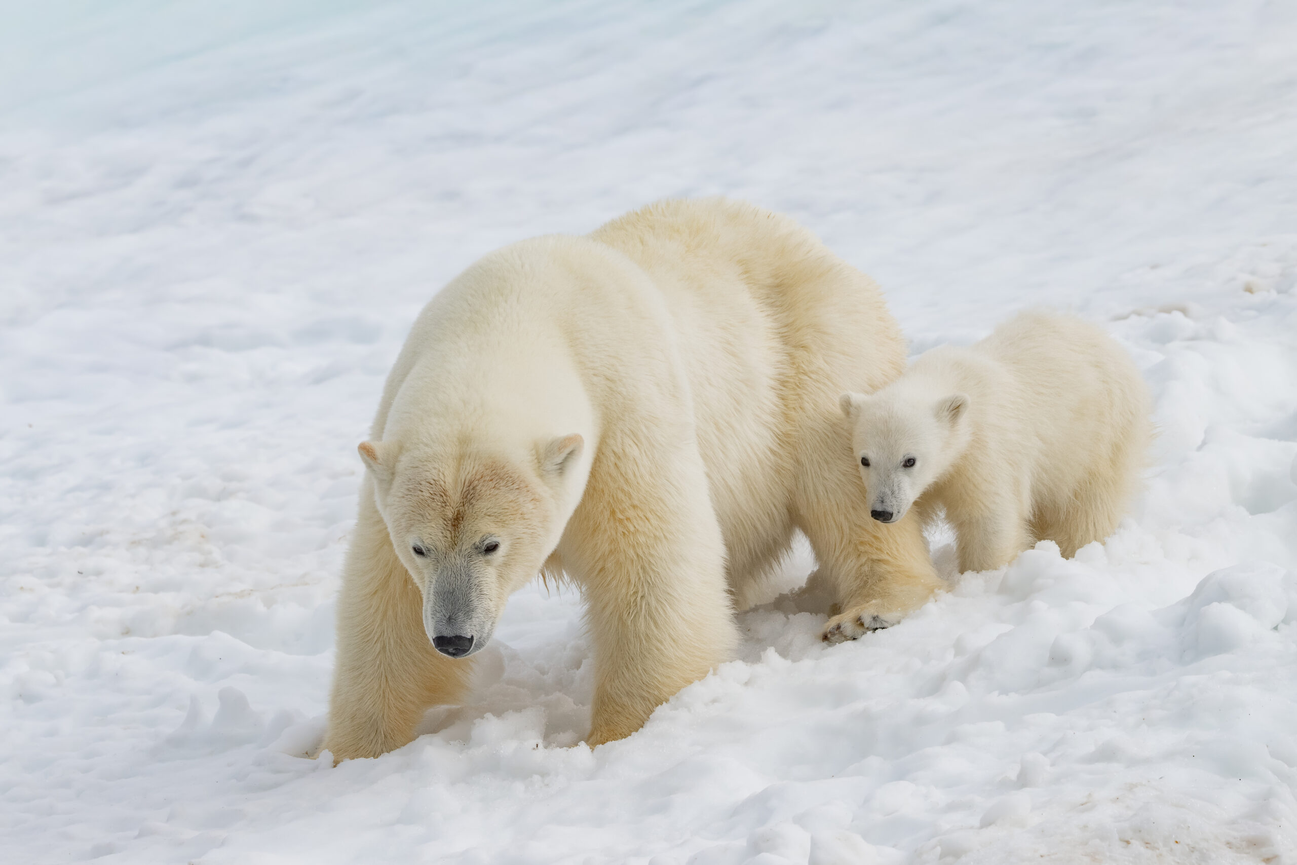 Svalbard gallery image 6