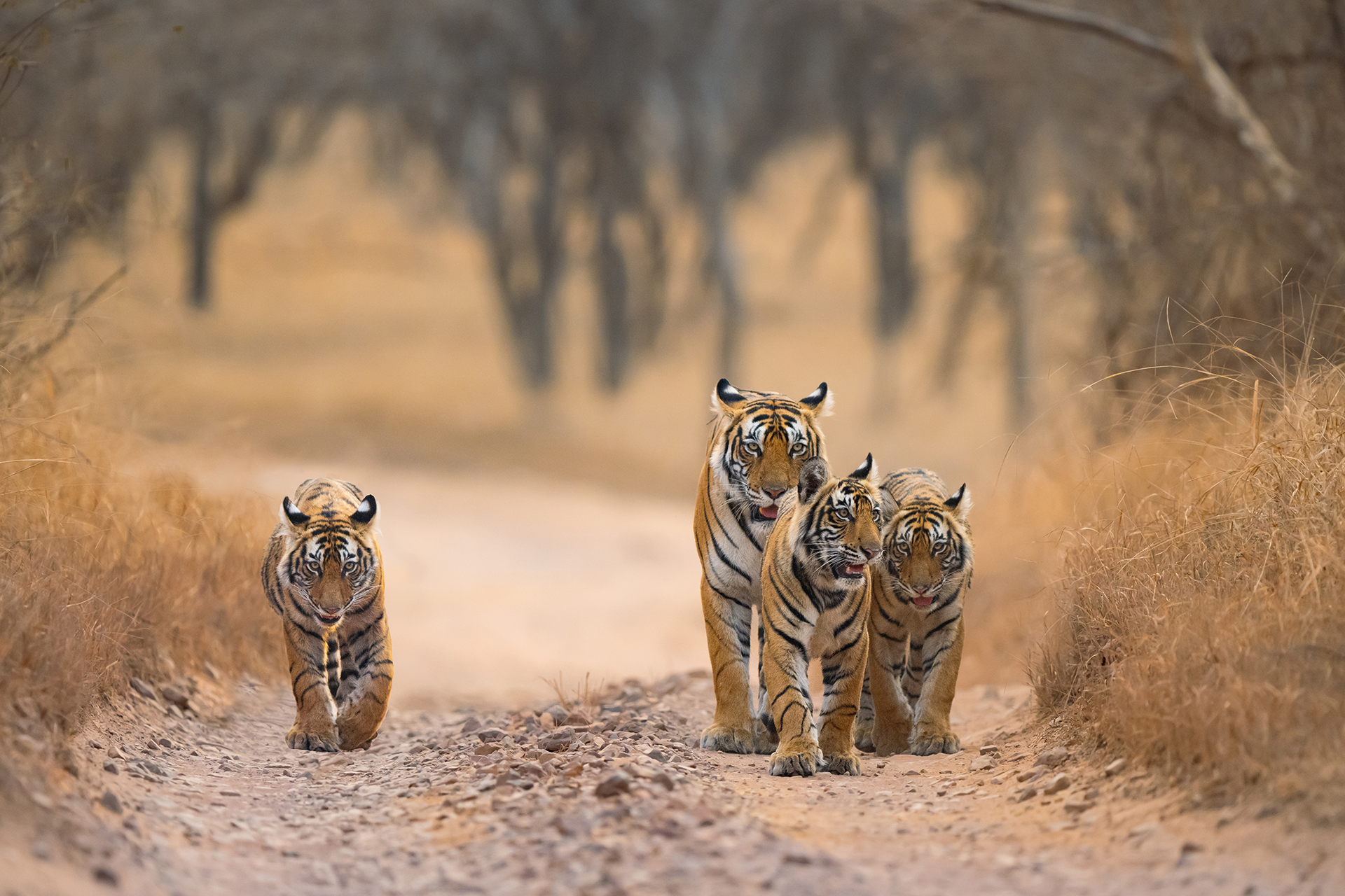 Ranthambhore gallery image 5