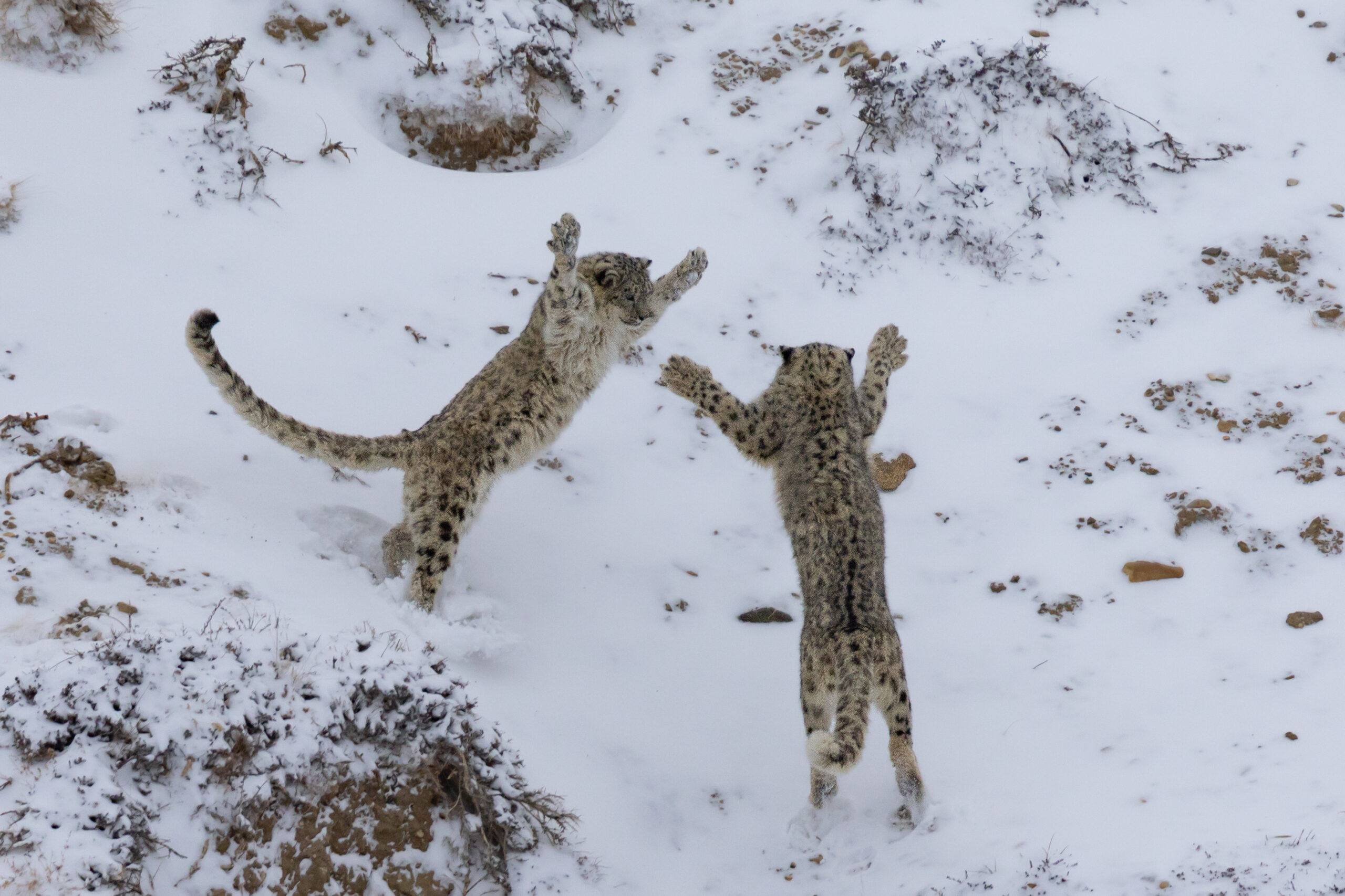 Spiti Valley gallery image 5