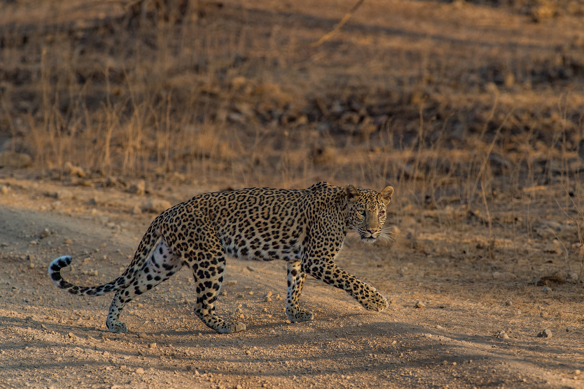 Gir gallery image 5