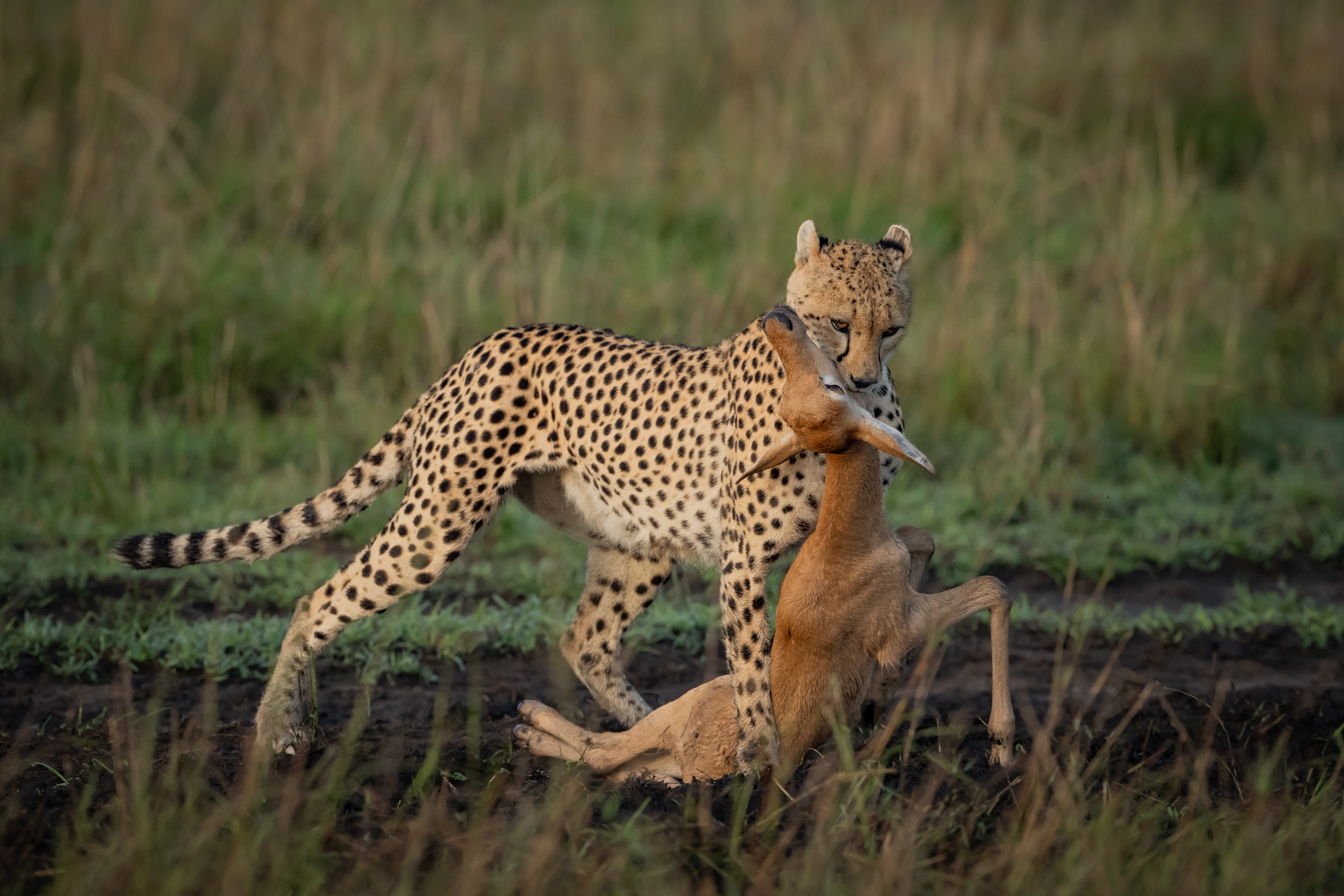 Kenya gallery image 6