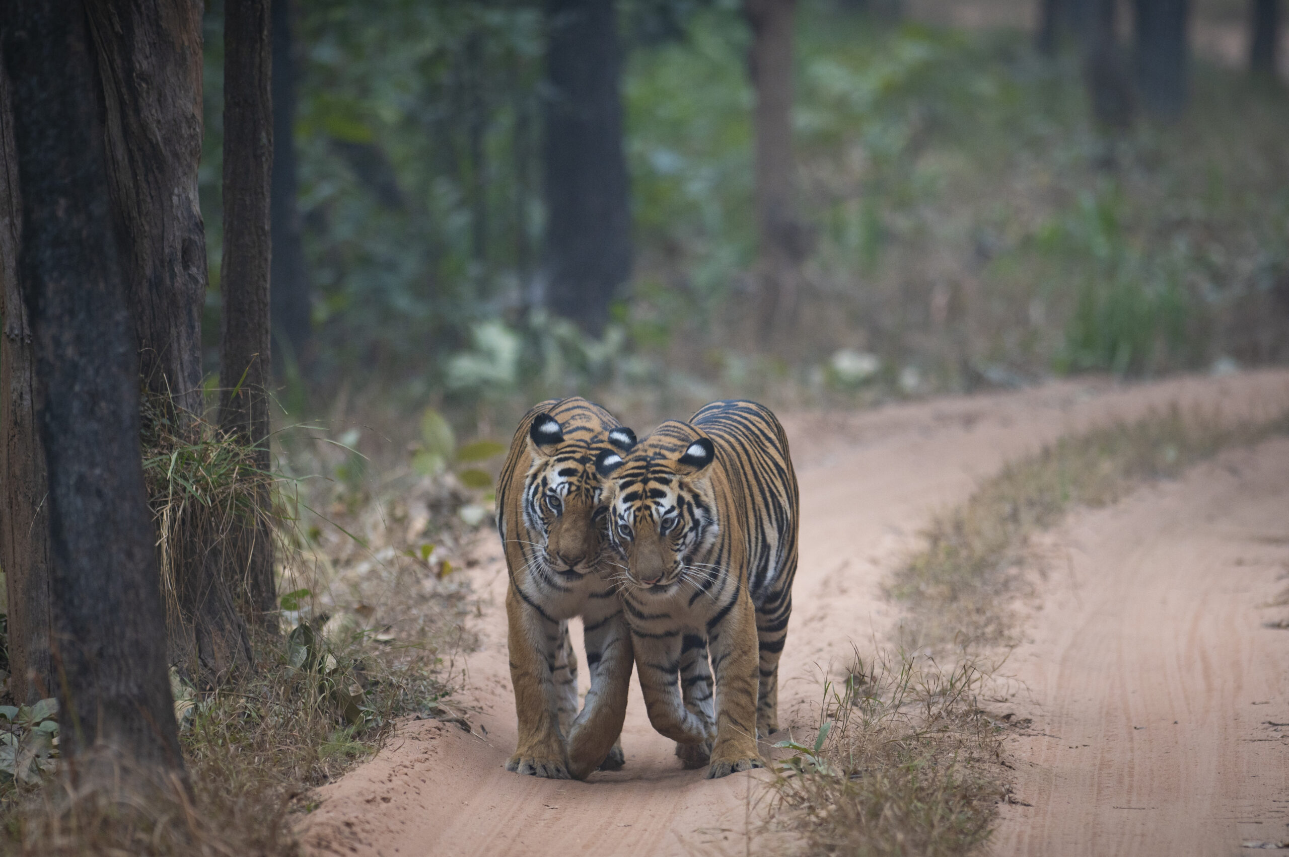 Bandhavgarh gallery image 5