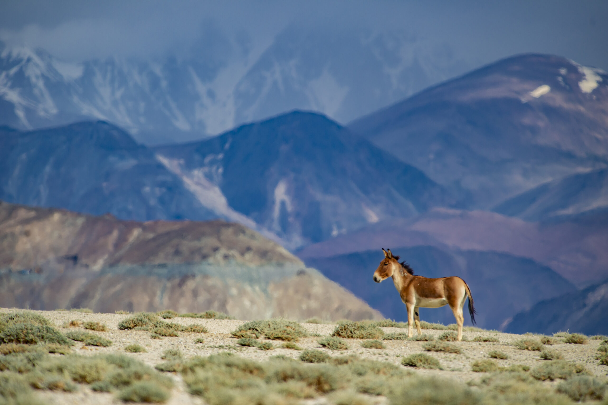 Ladakh – Land of high passes gallery image 2