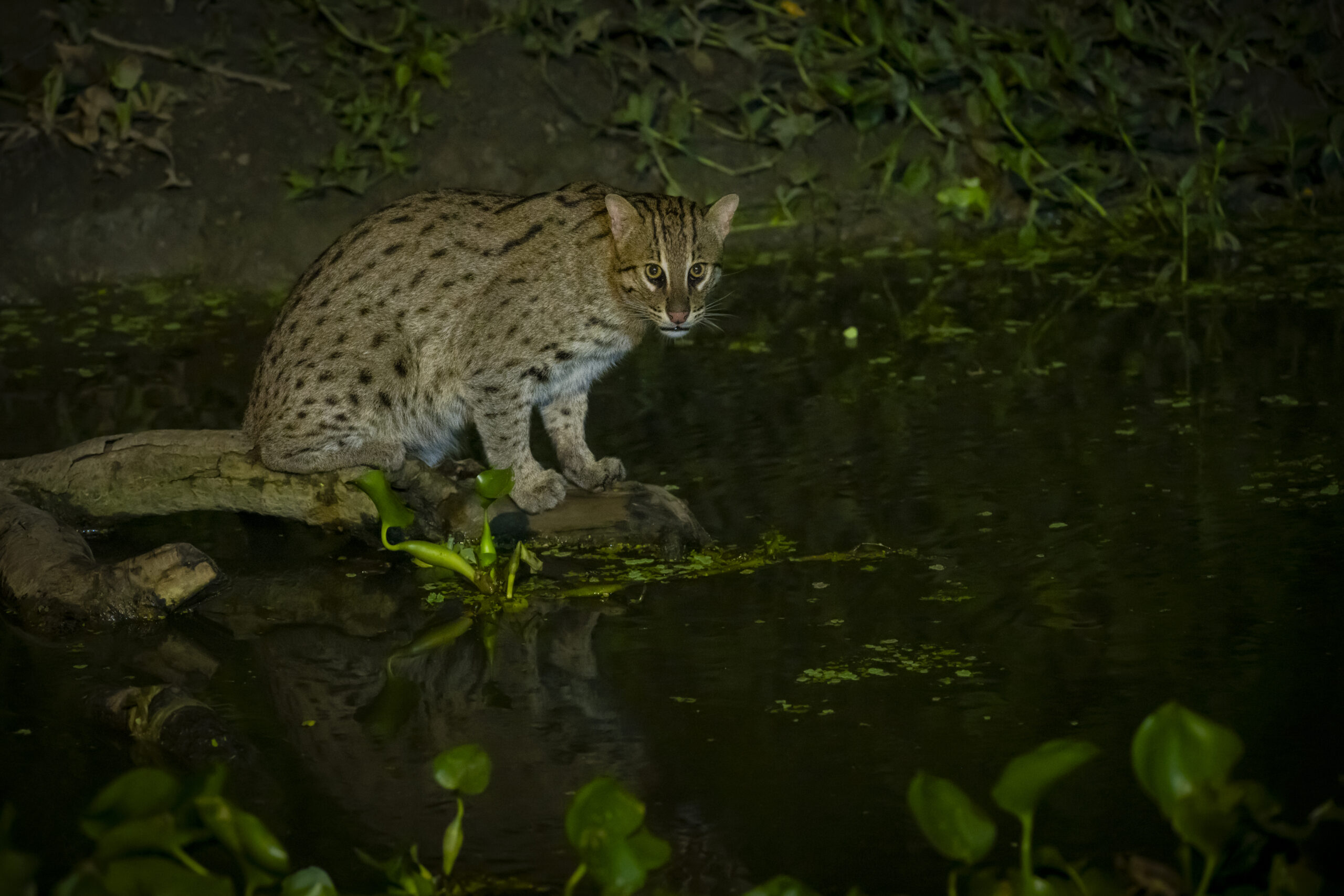 India’s Small Cats Safari gallery image 8