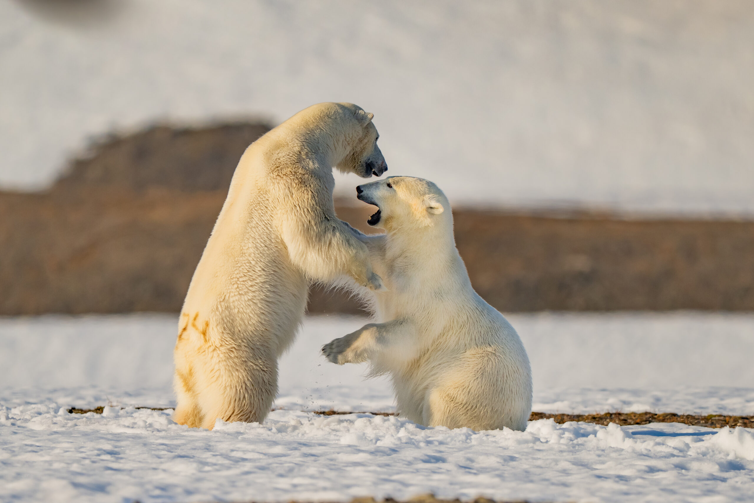 Svalbard gallery image 4
