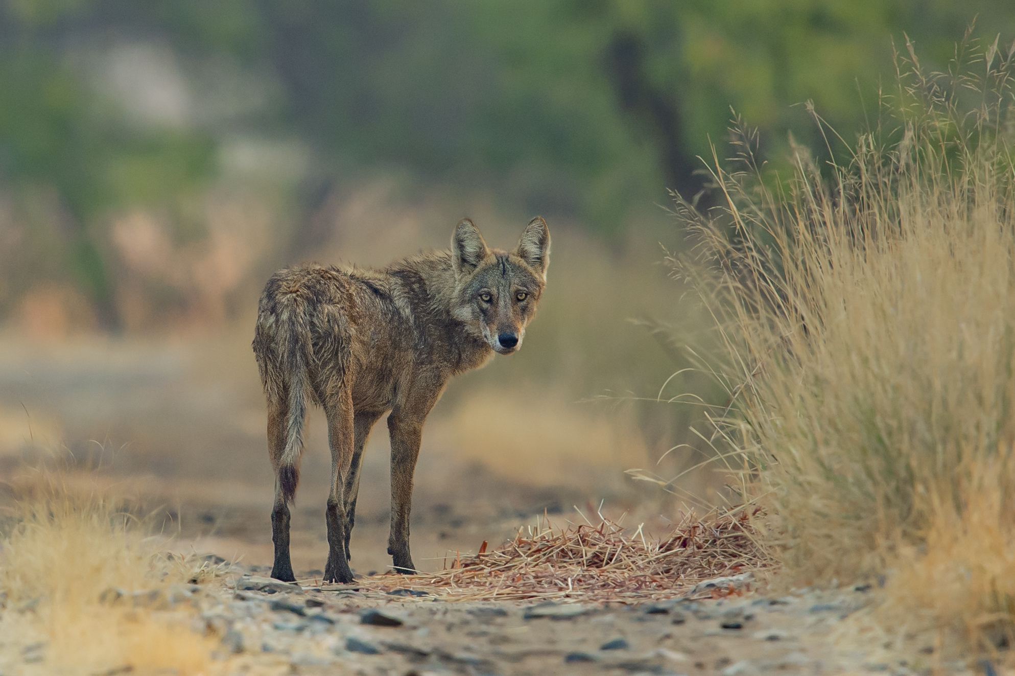 India’s Small Cats Safari gallery image 9