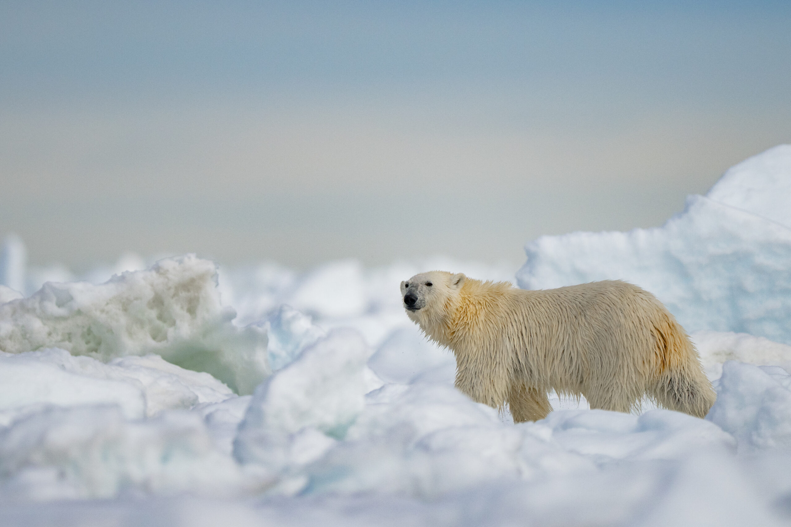 Svalbard gallery image 5