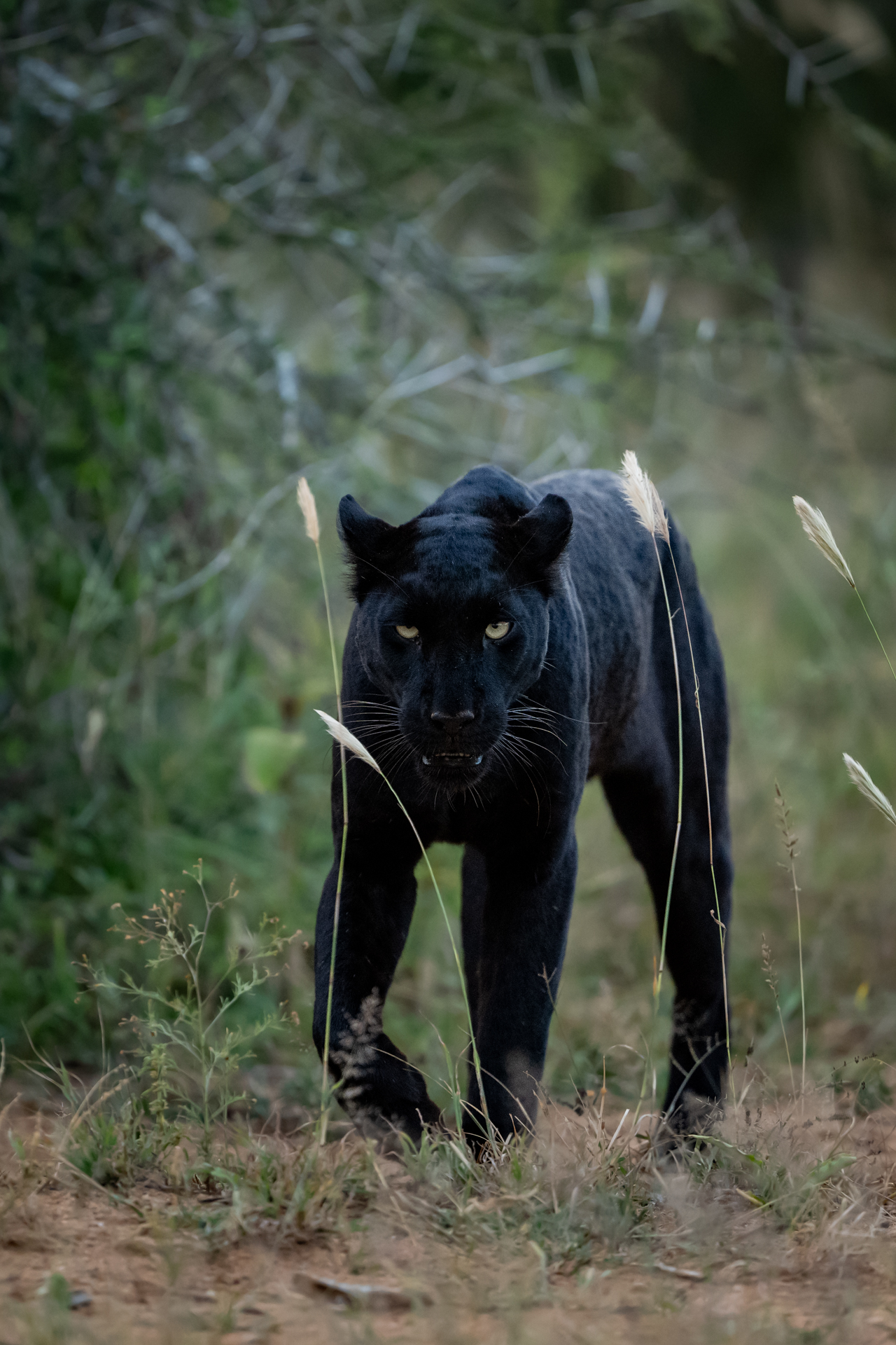 Laikipia Black Leopard Expedition gallery image 3