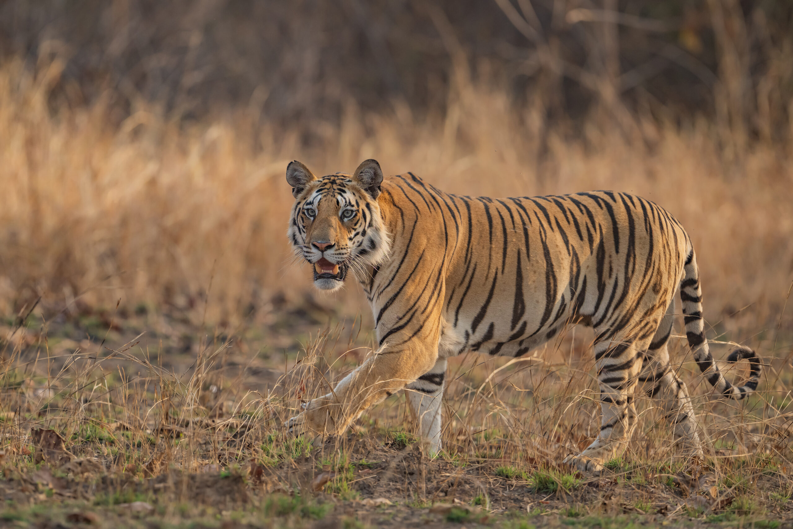 Panna gallery image 6