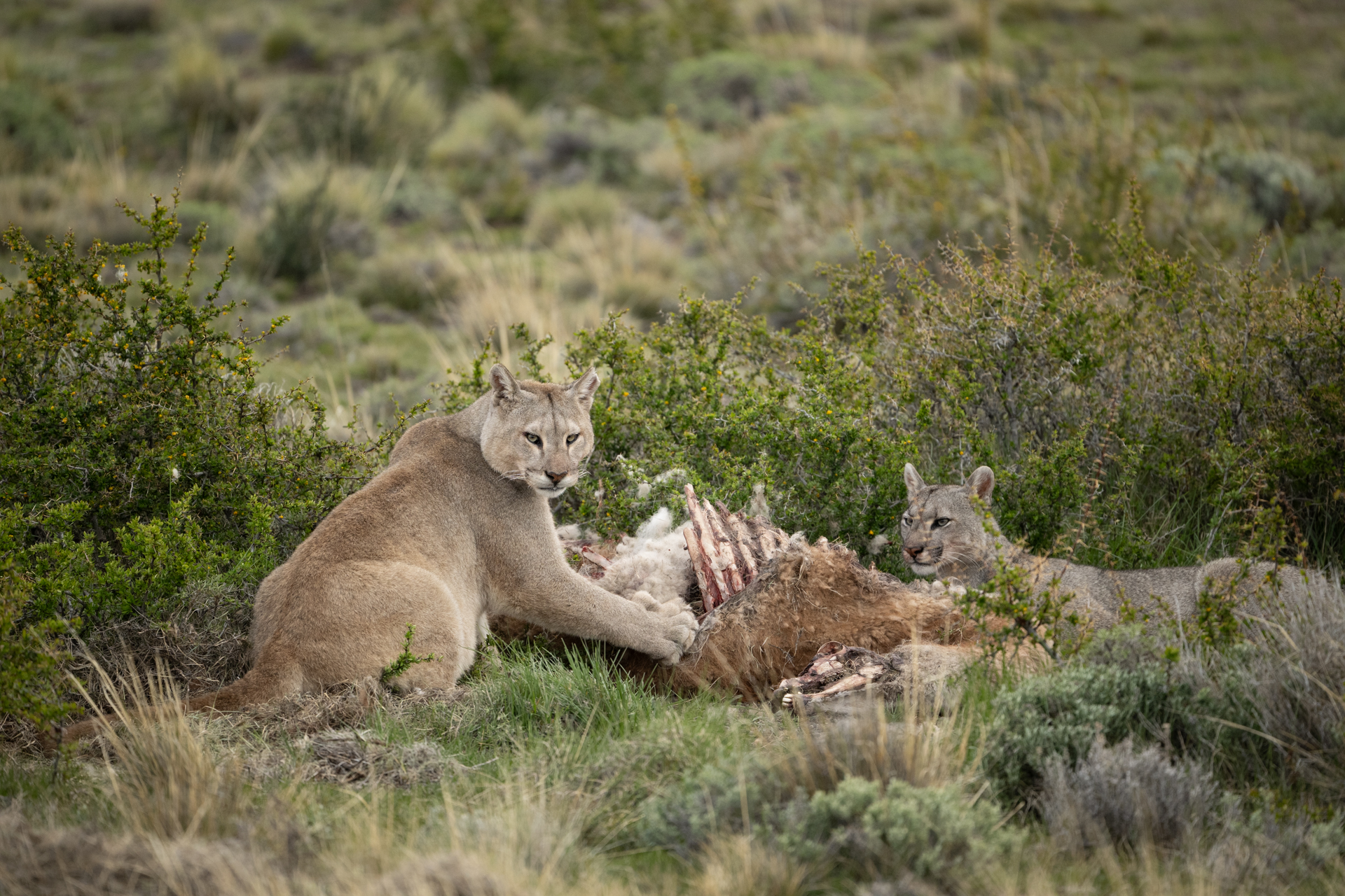 Chile gallery image 6