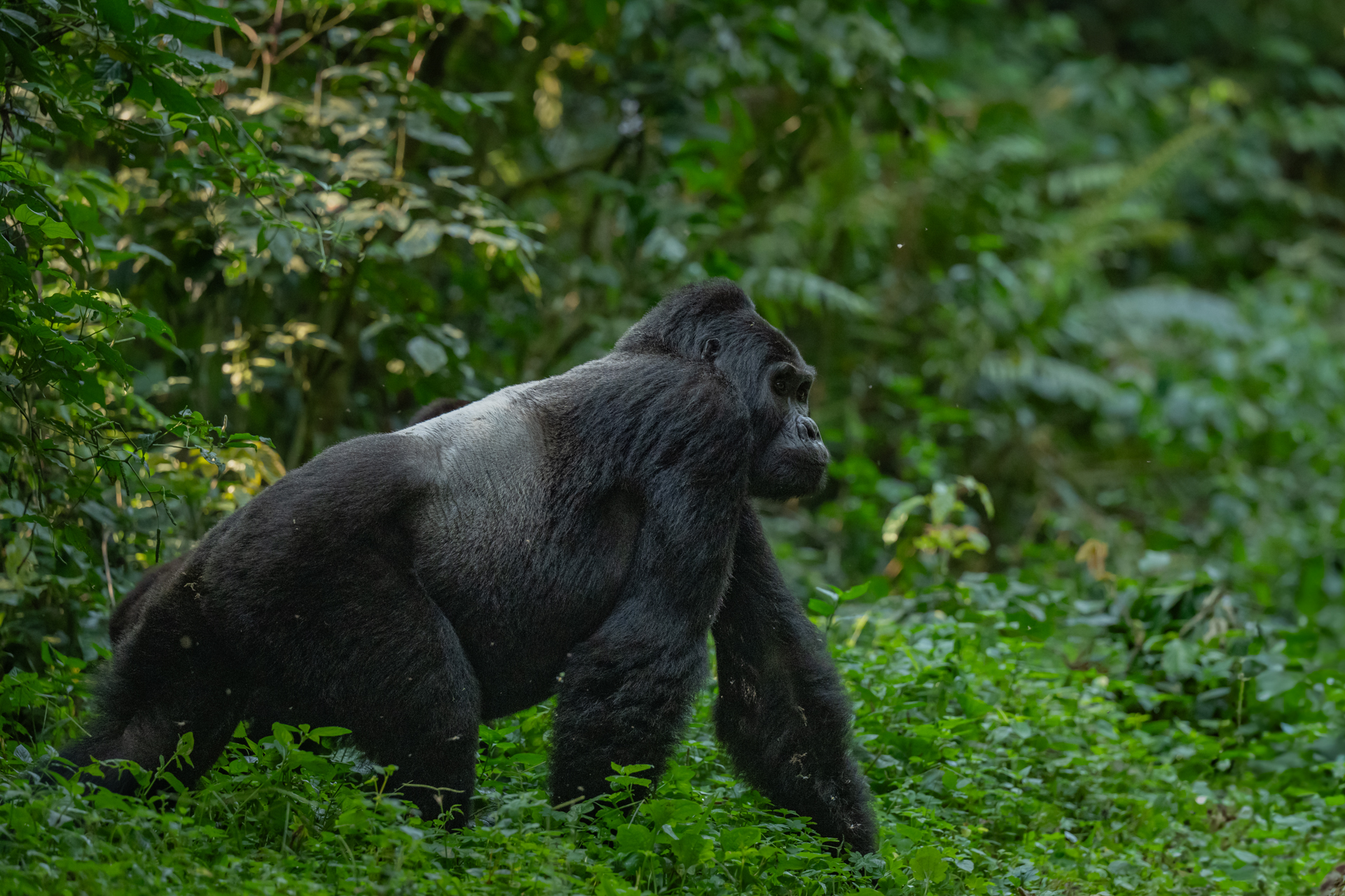 Uganda gallery image 6