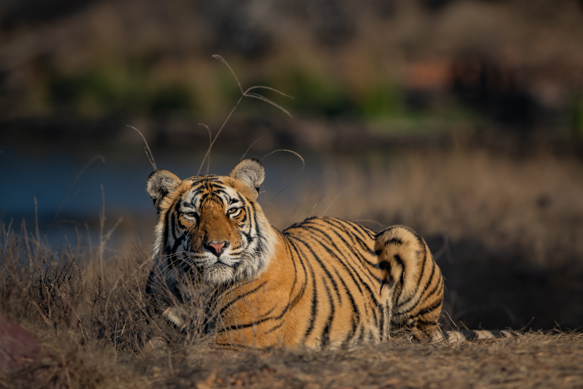Big Cats of India gallery image 3