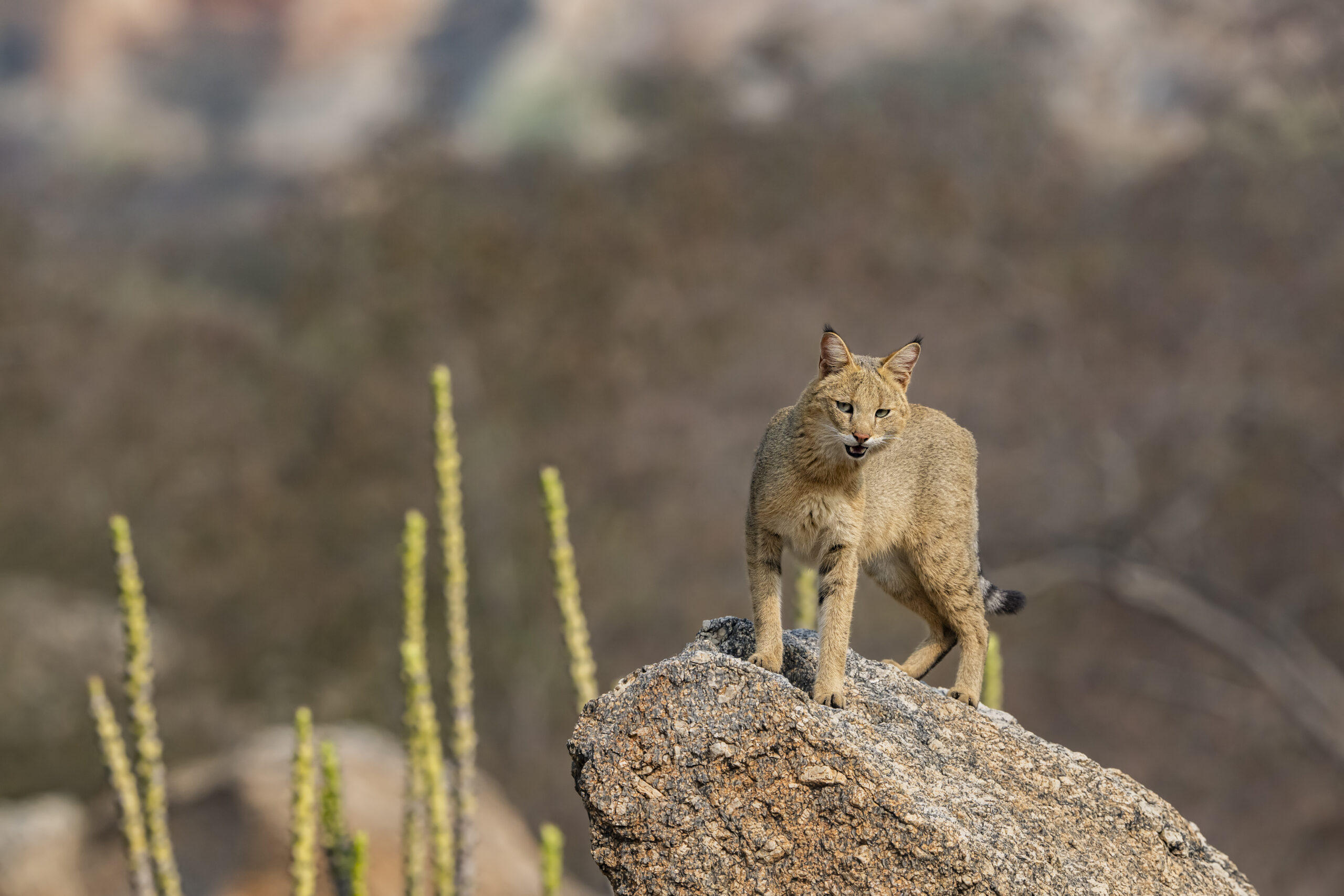 India’s Small Cats Safari gallery image 3