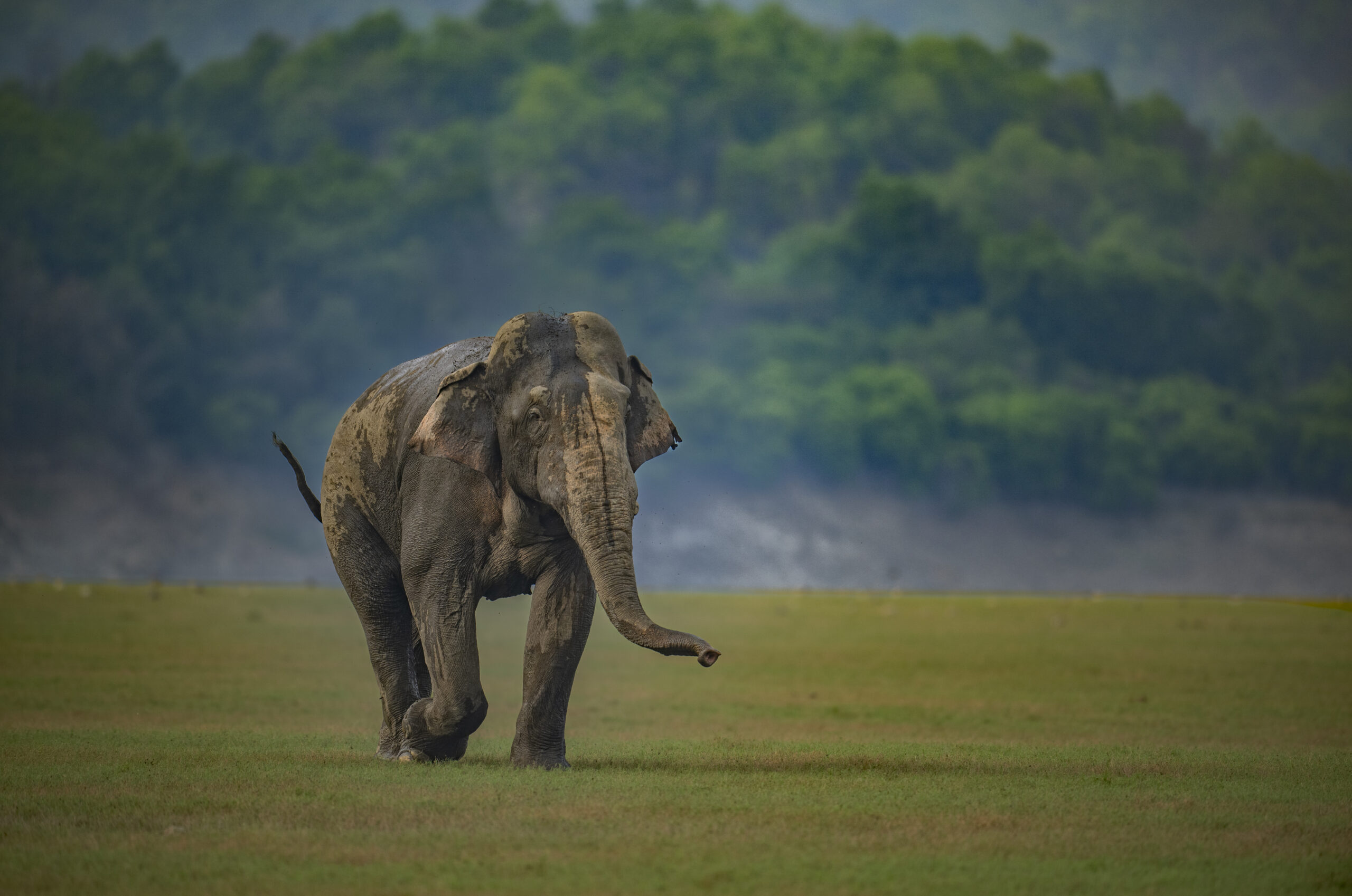 Uttarakhand Wildlife Circuit gallery image 2