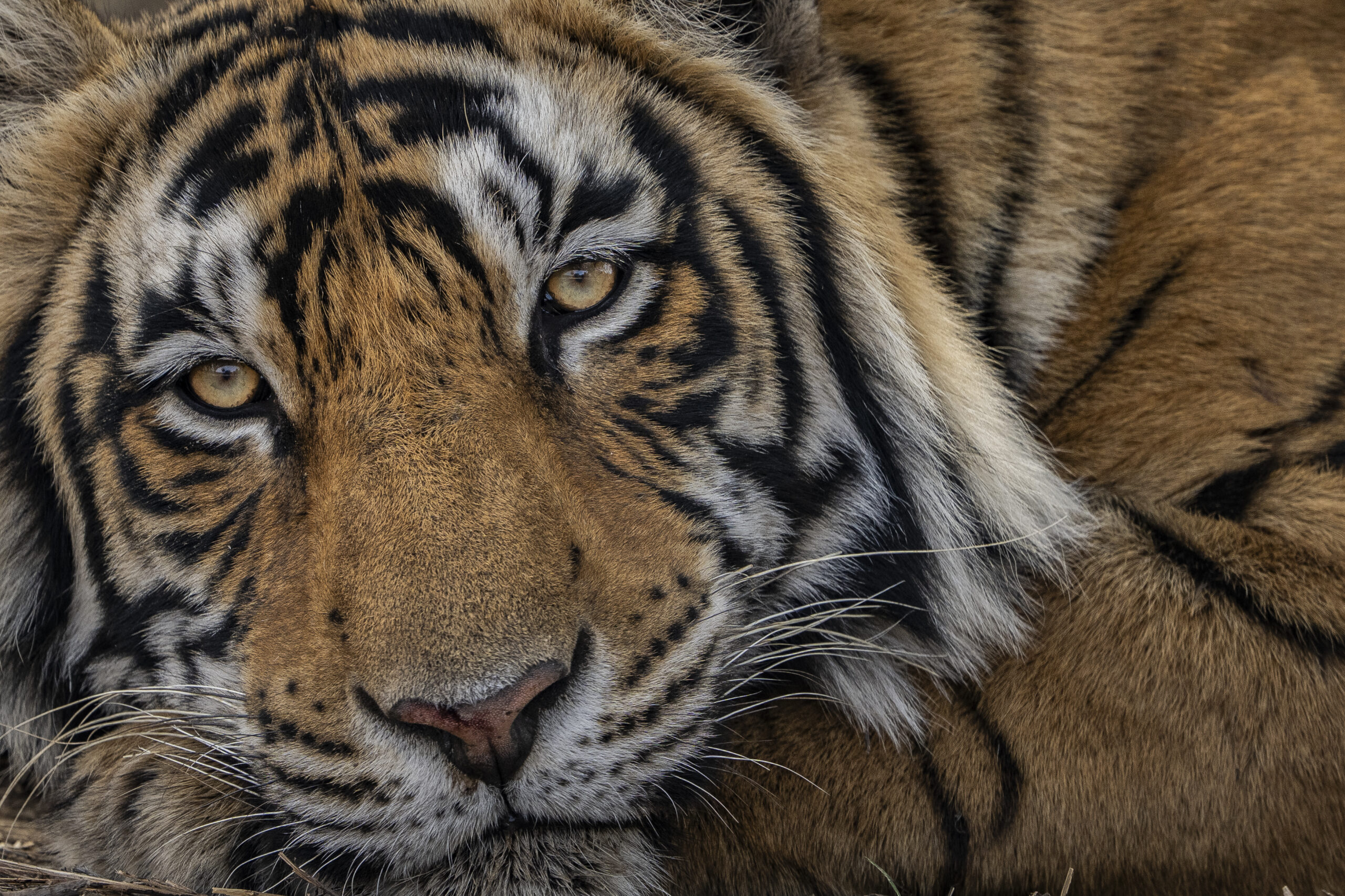 India’s Big Five Safari gallery image 3