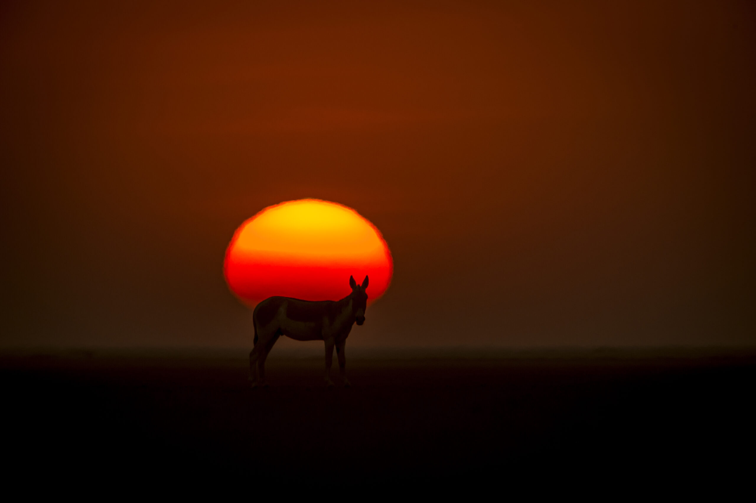 Deserts, Lions & Dunes gallery image 3