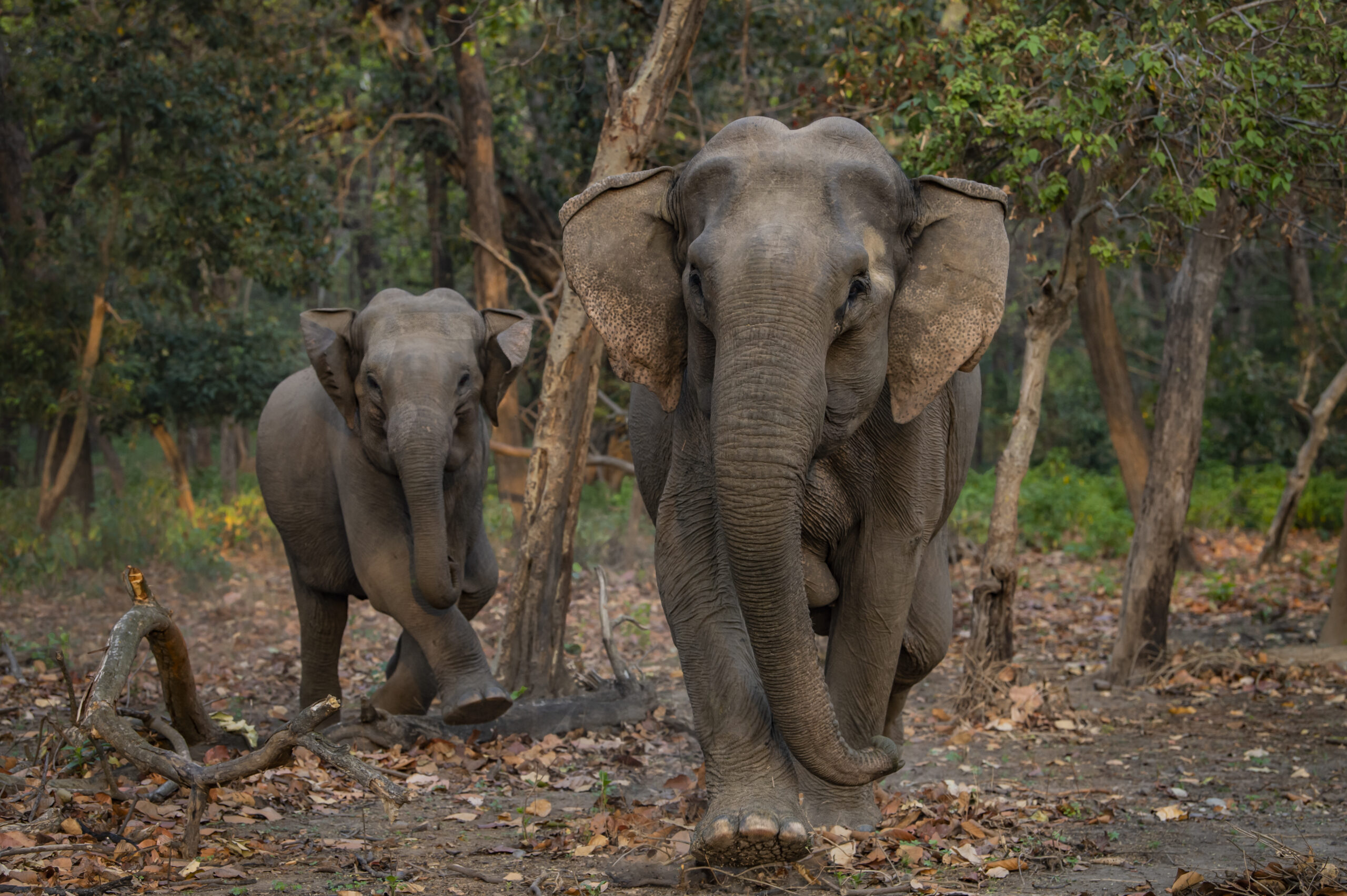 Terrific Terai gallery image 3