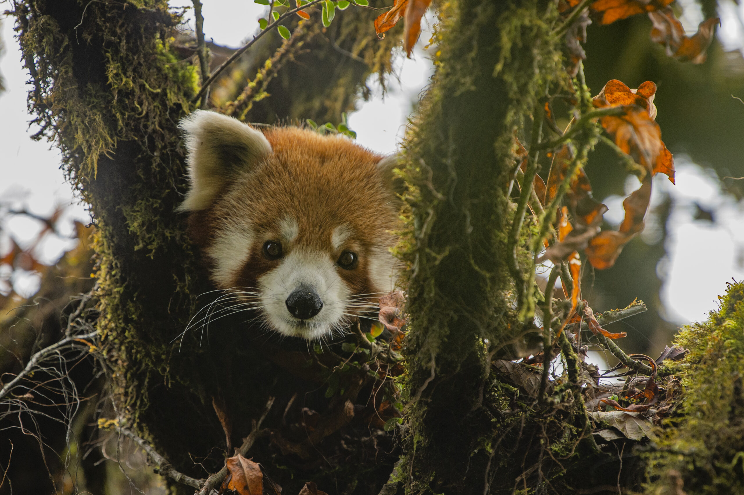 Trail of the Himalayan Firefox gallery image 3