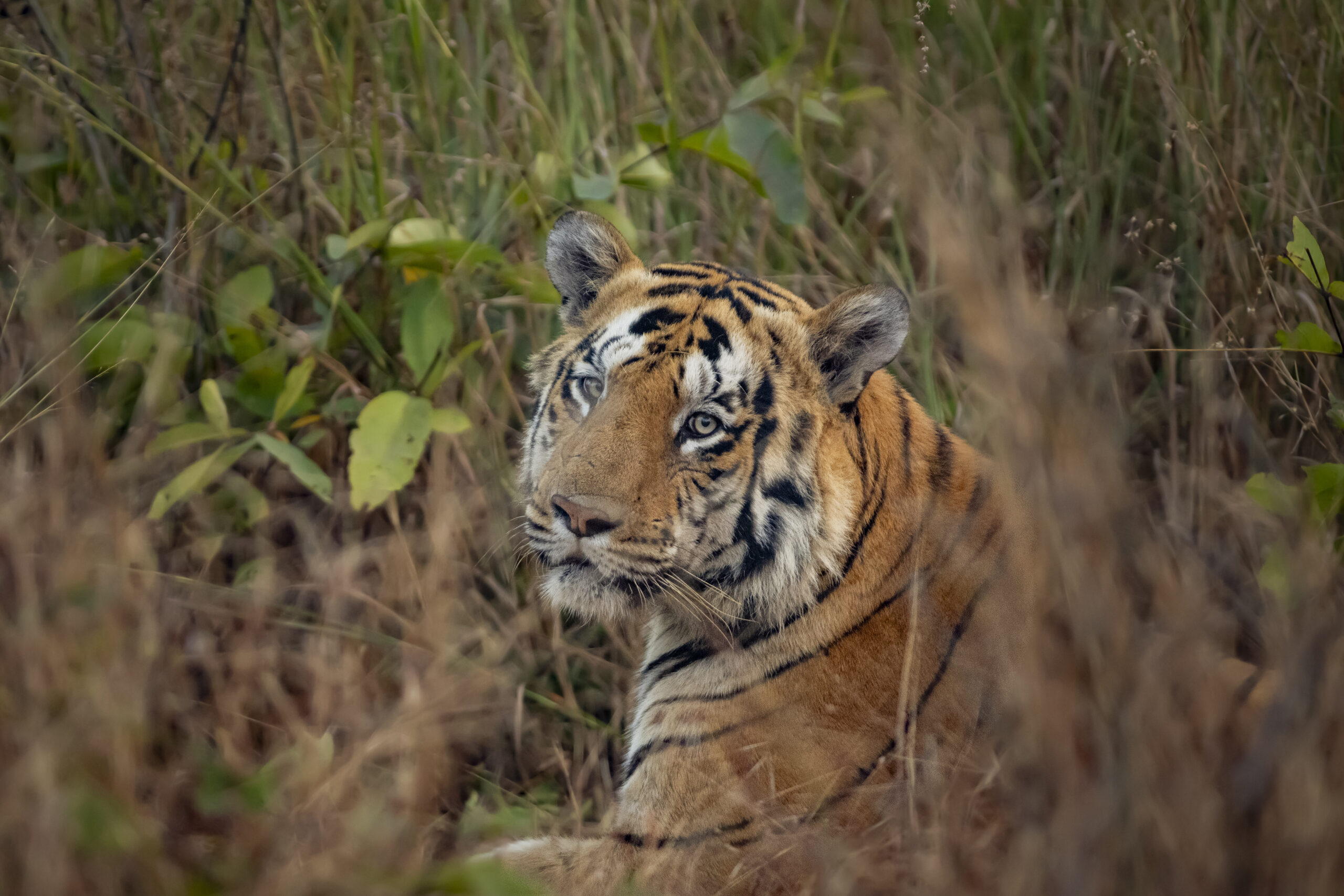 Central India’s Six-Park Safari gallery image 2
