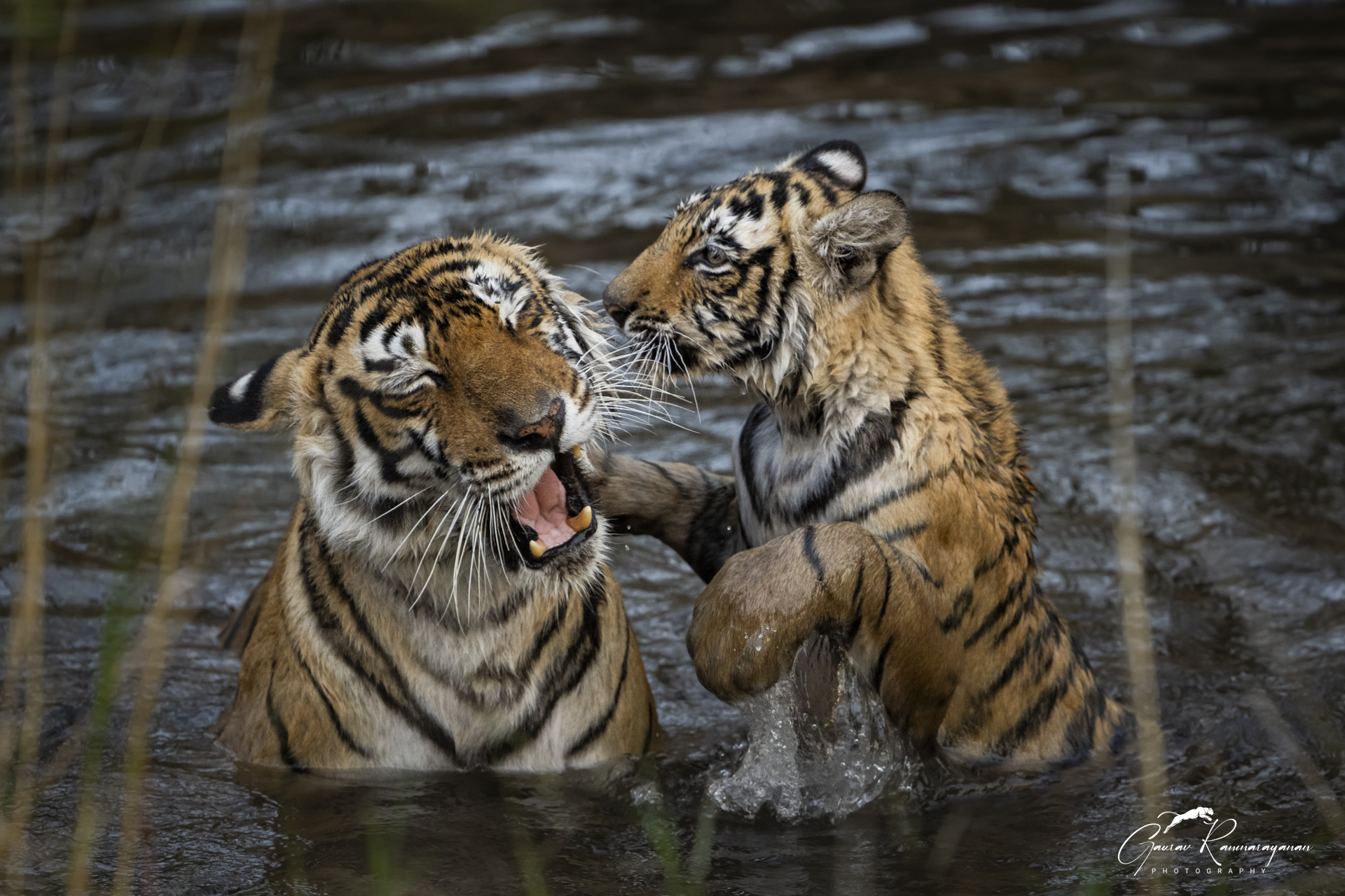 Ranthambhore gallery image 6