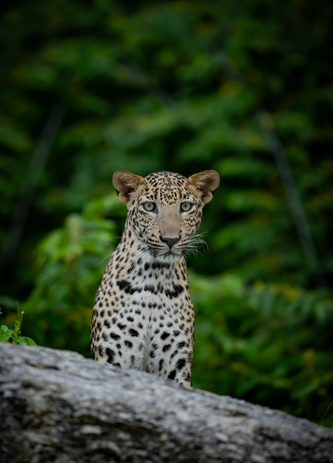 Jawai gallery image 6