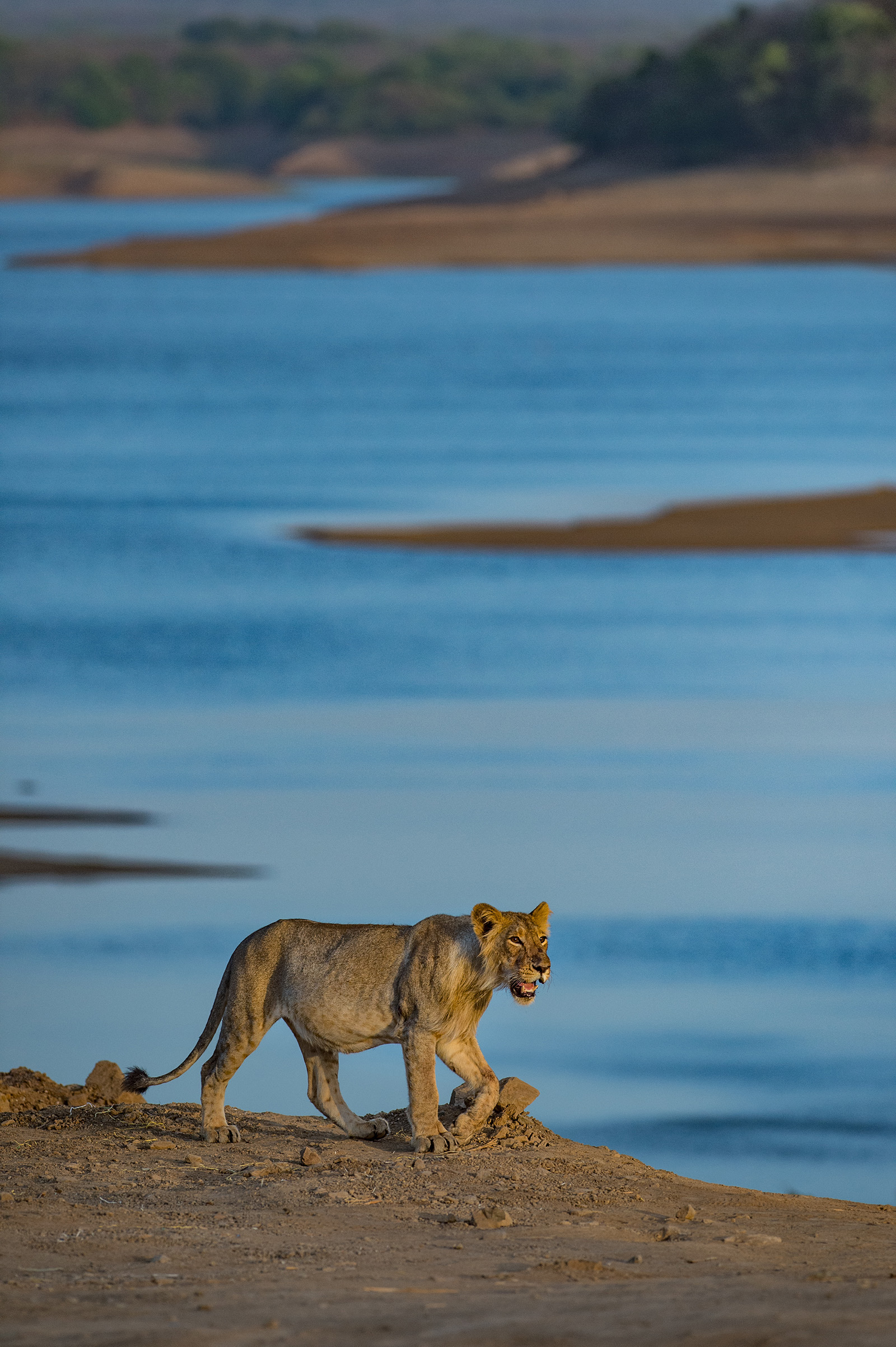 Gir gallery image 6