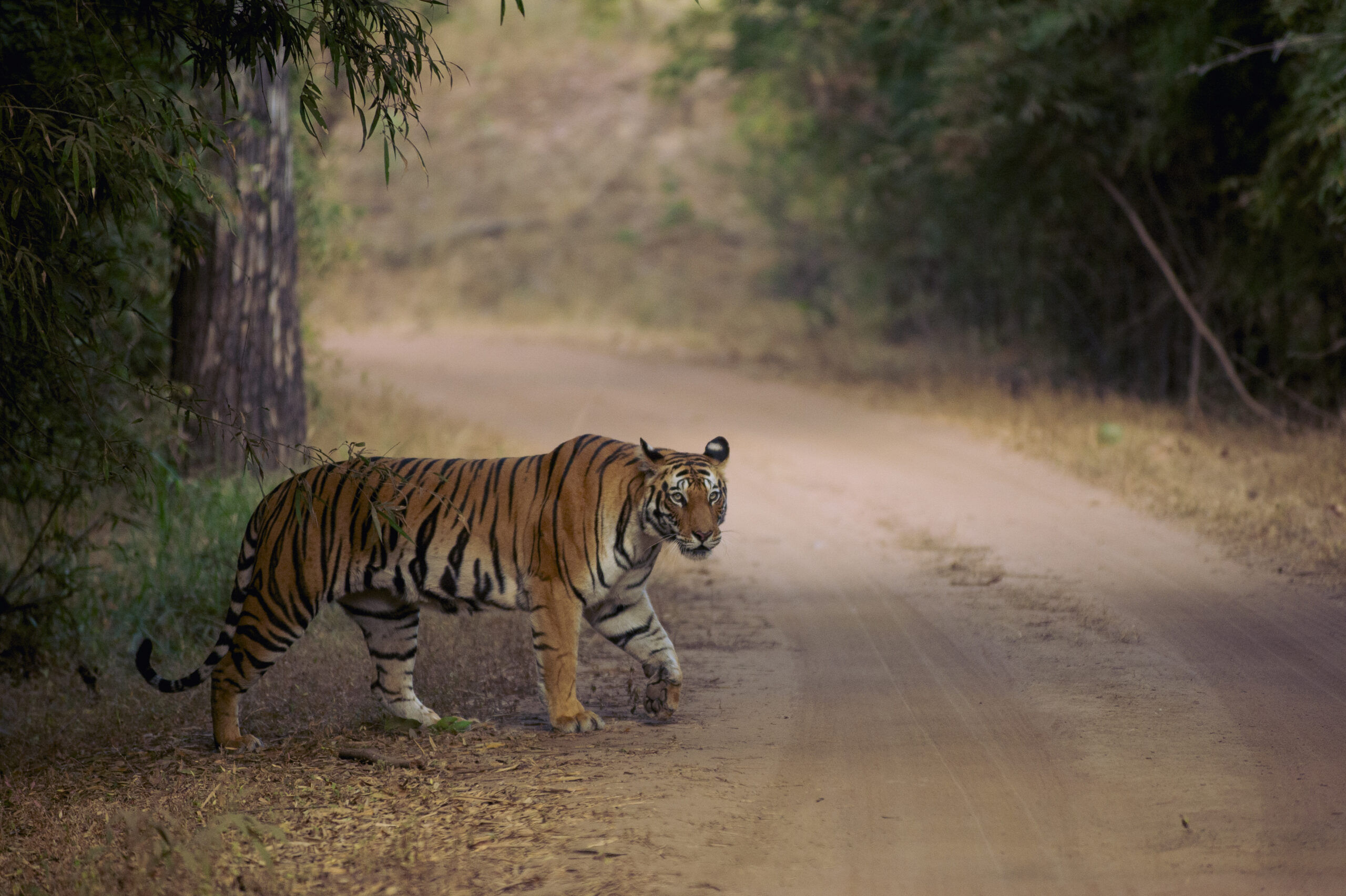 Bandhavgarh gallery image 6