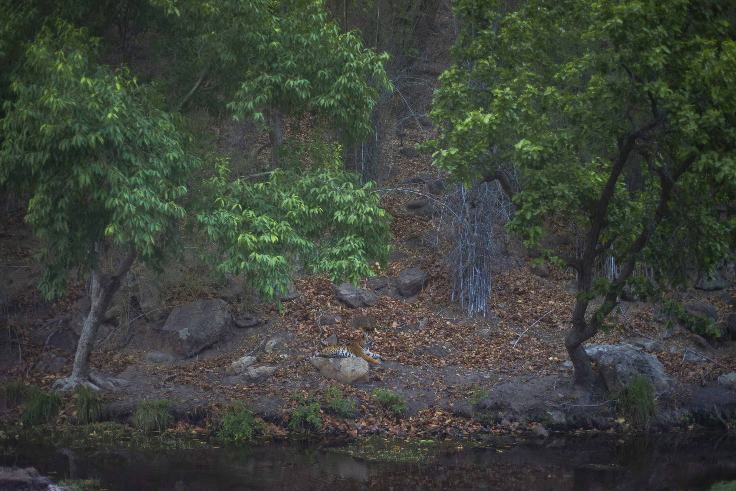 Kanha gallery image 6