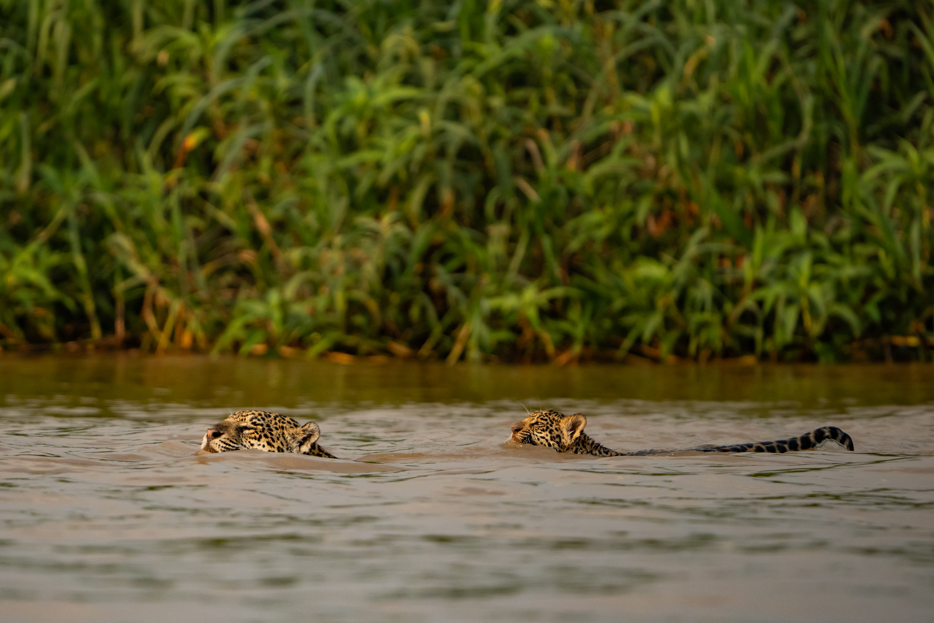 The Pantanal Wetlands gallery image 3