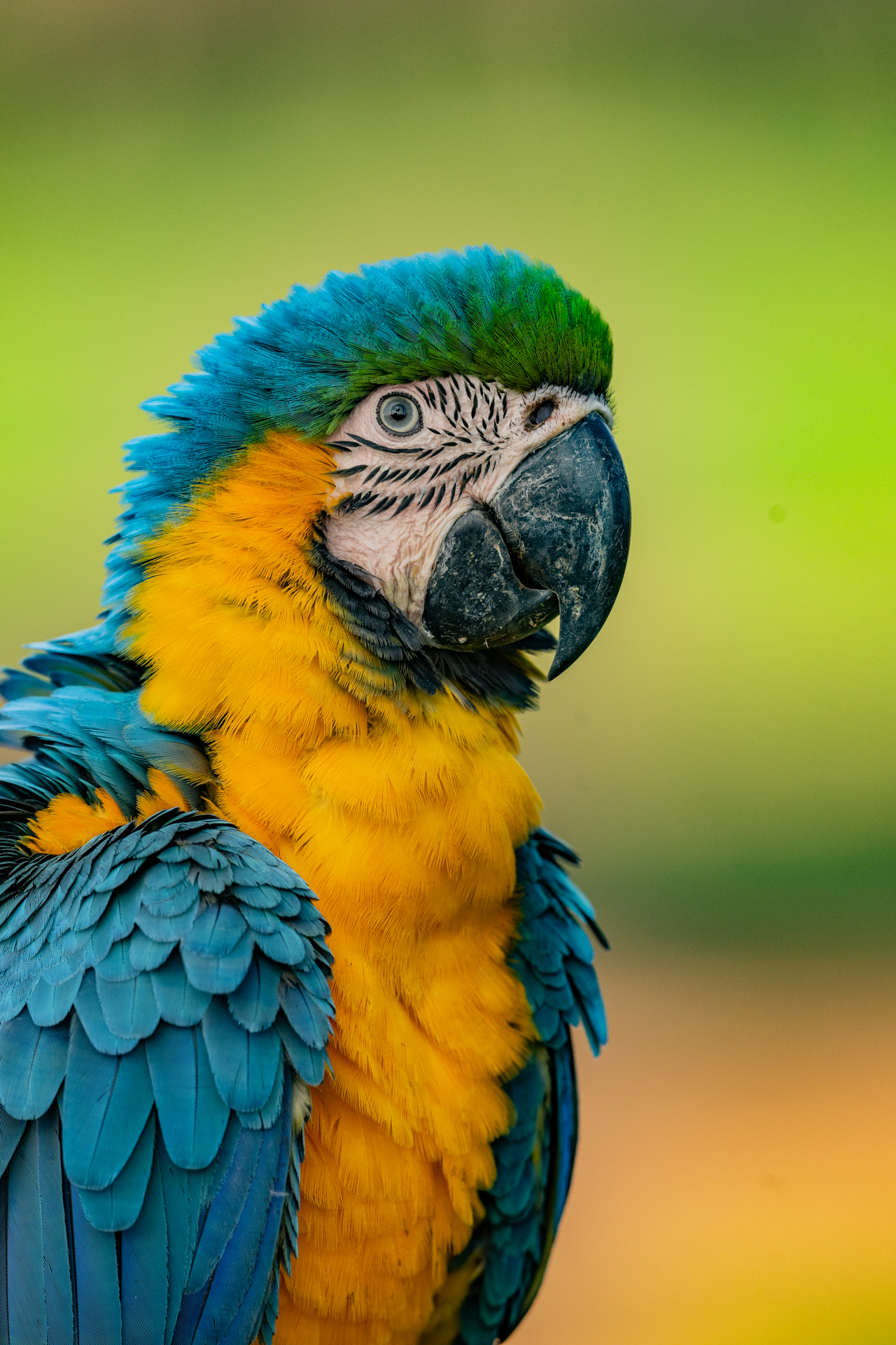 Brazil gallery image 8