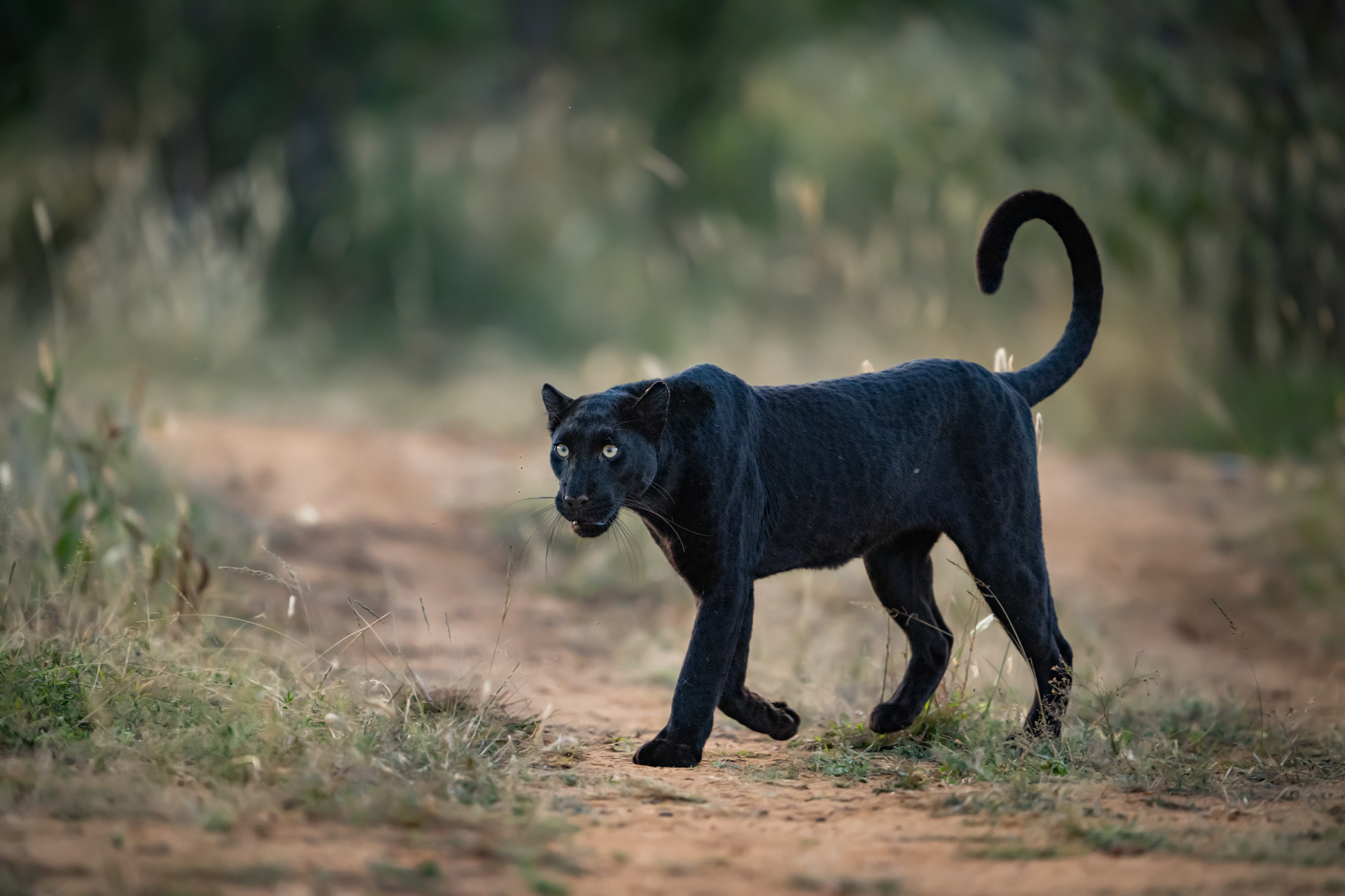 Laikipia Black Leopard Expedition gallery image 5