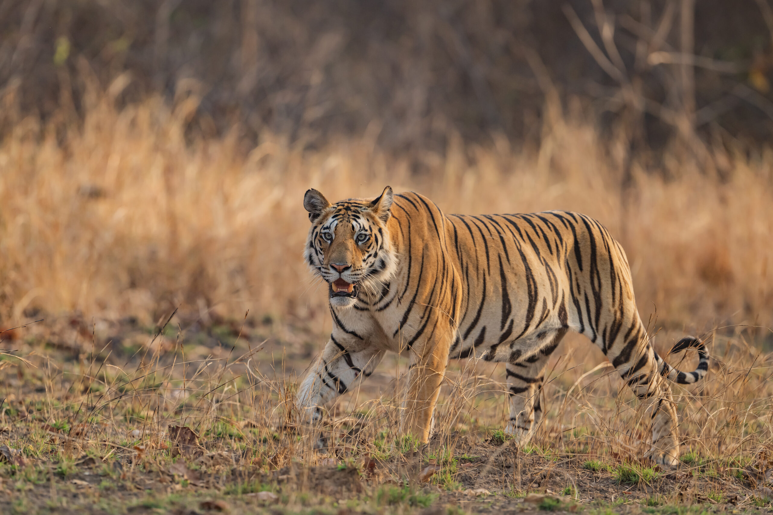 Panna gallery image 7