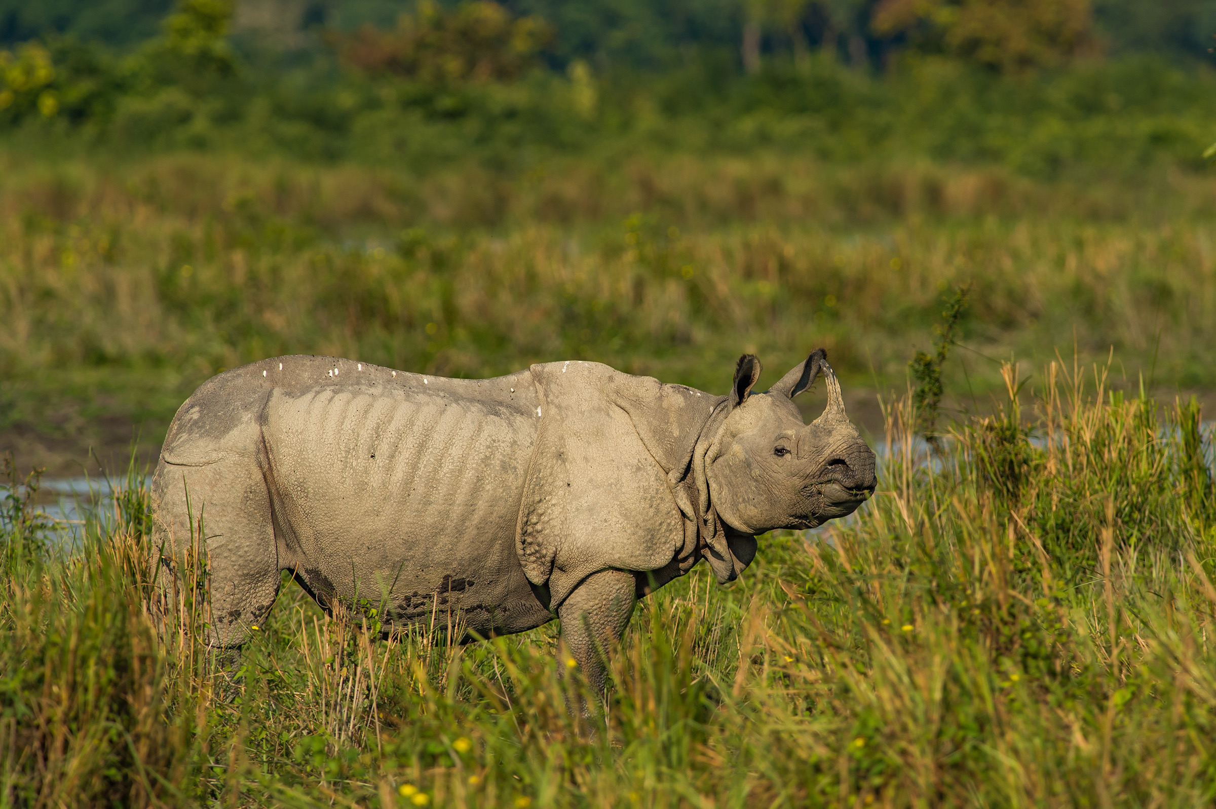 Kaziranga gallery image 7