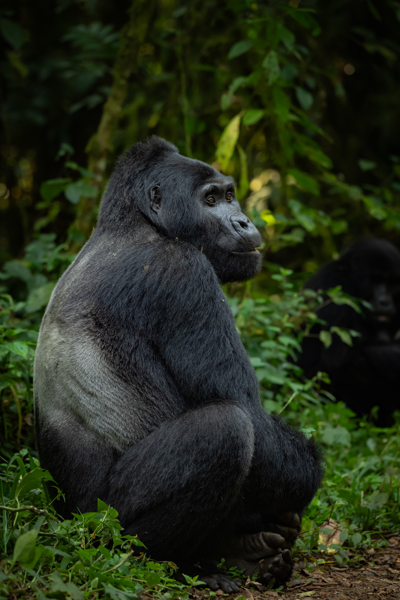 Uganda gallery image 7