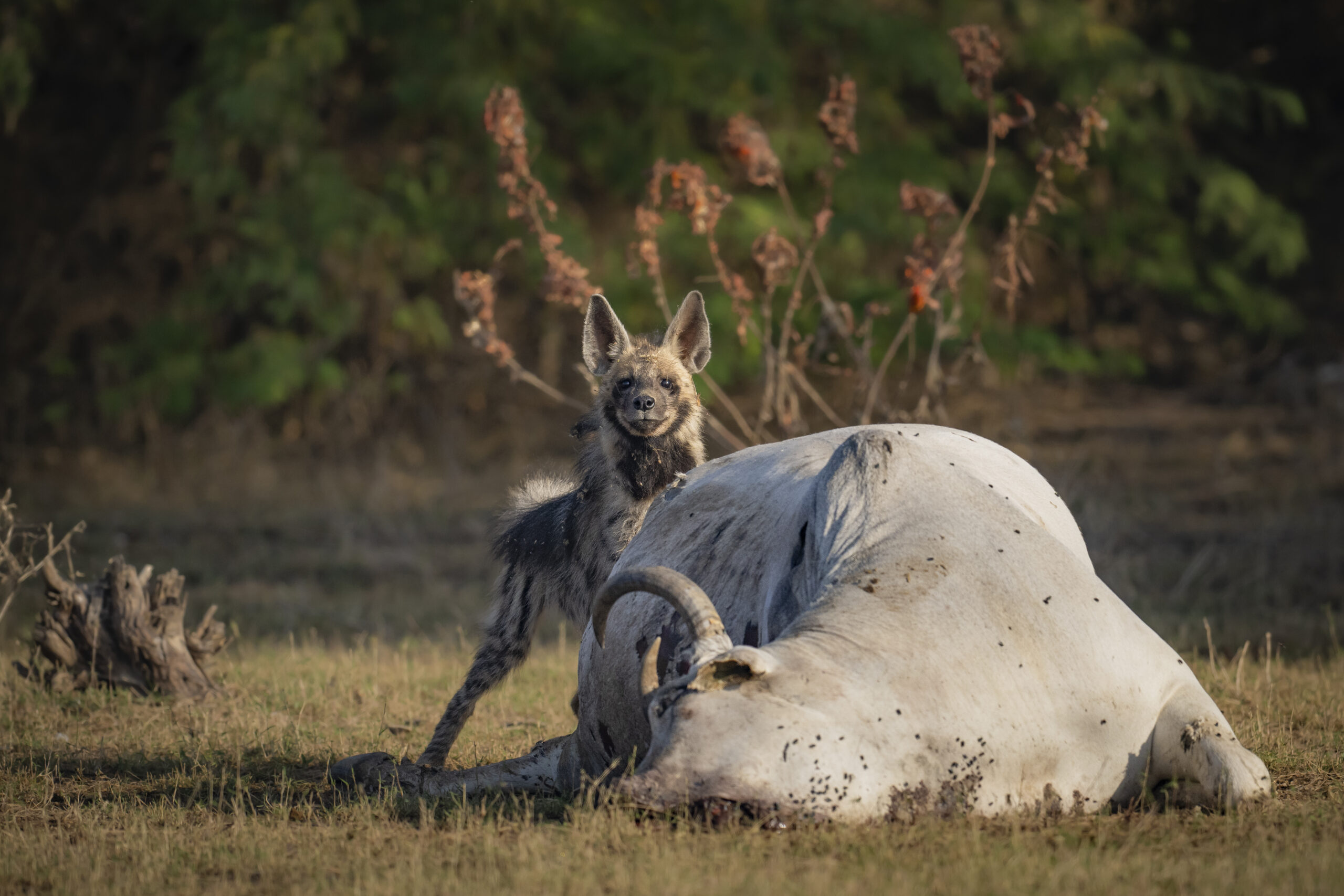 India’s Small Cats Safari gallery image 4