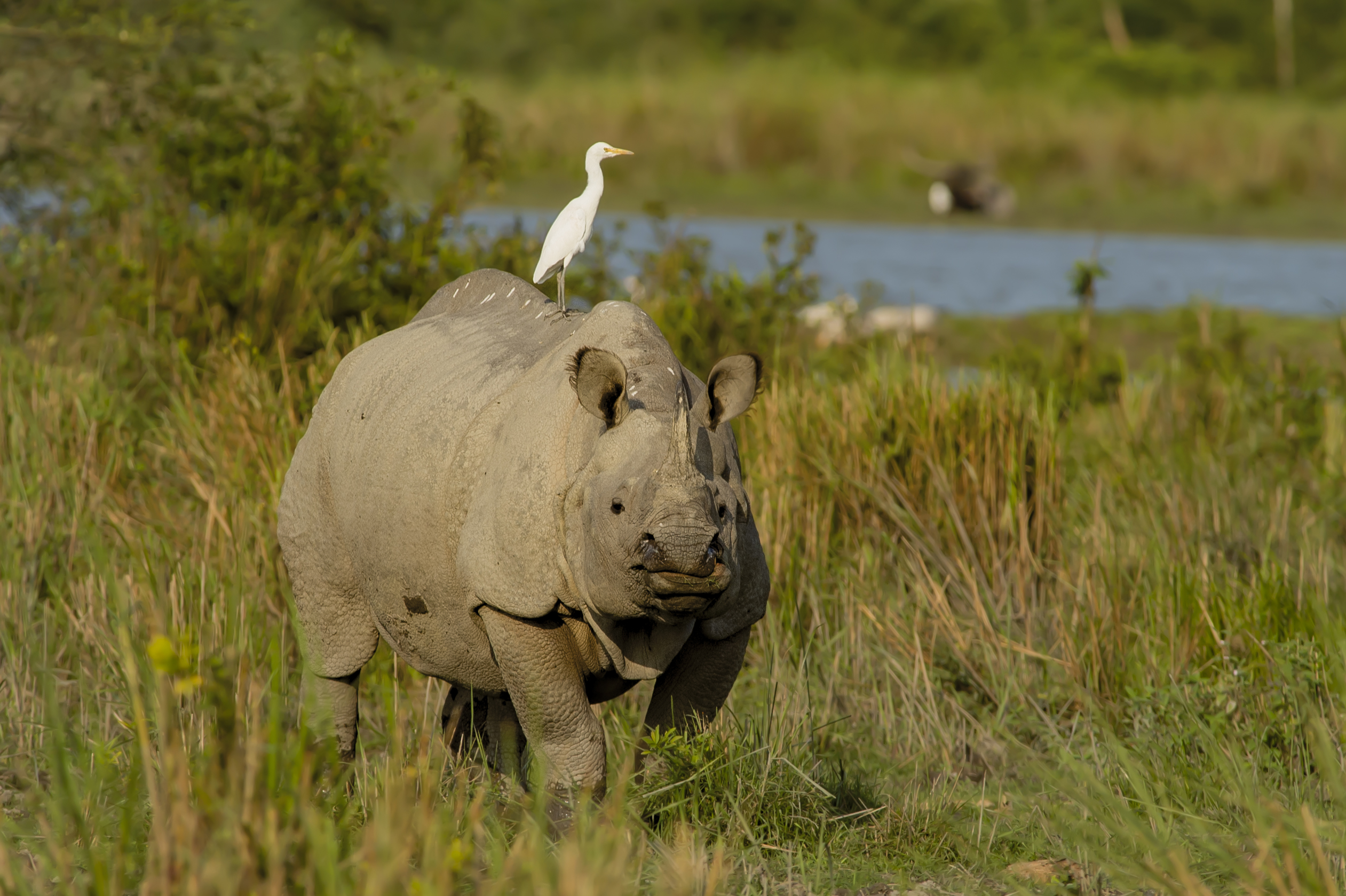 India’s Big Five Safari gallery image 4