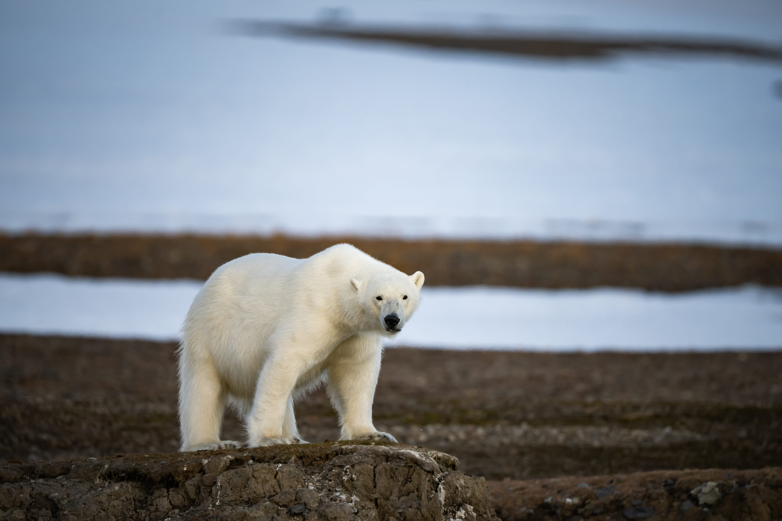 Svalbard gallery image 8