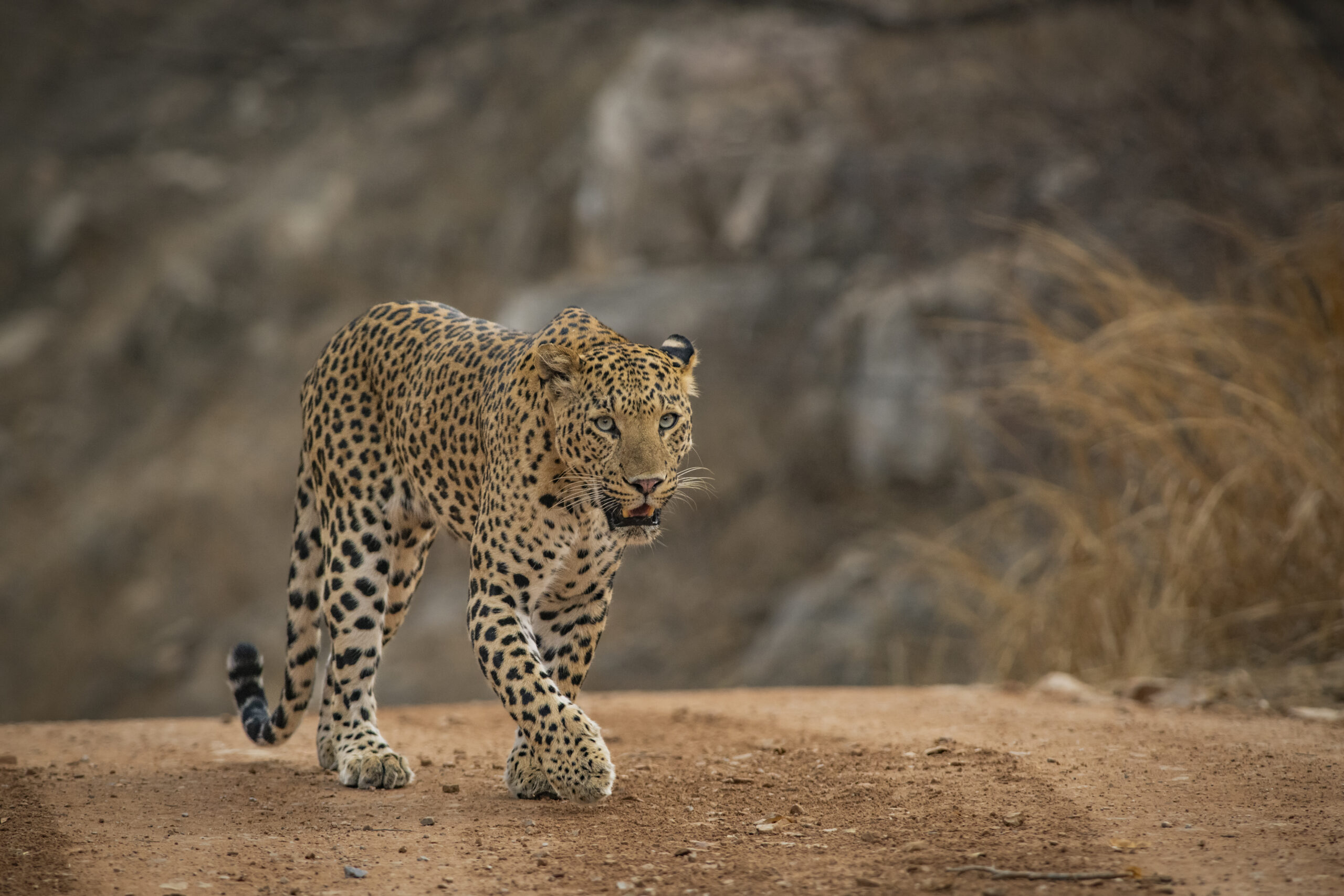 Pink City with Pink Panthers gallery image 4