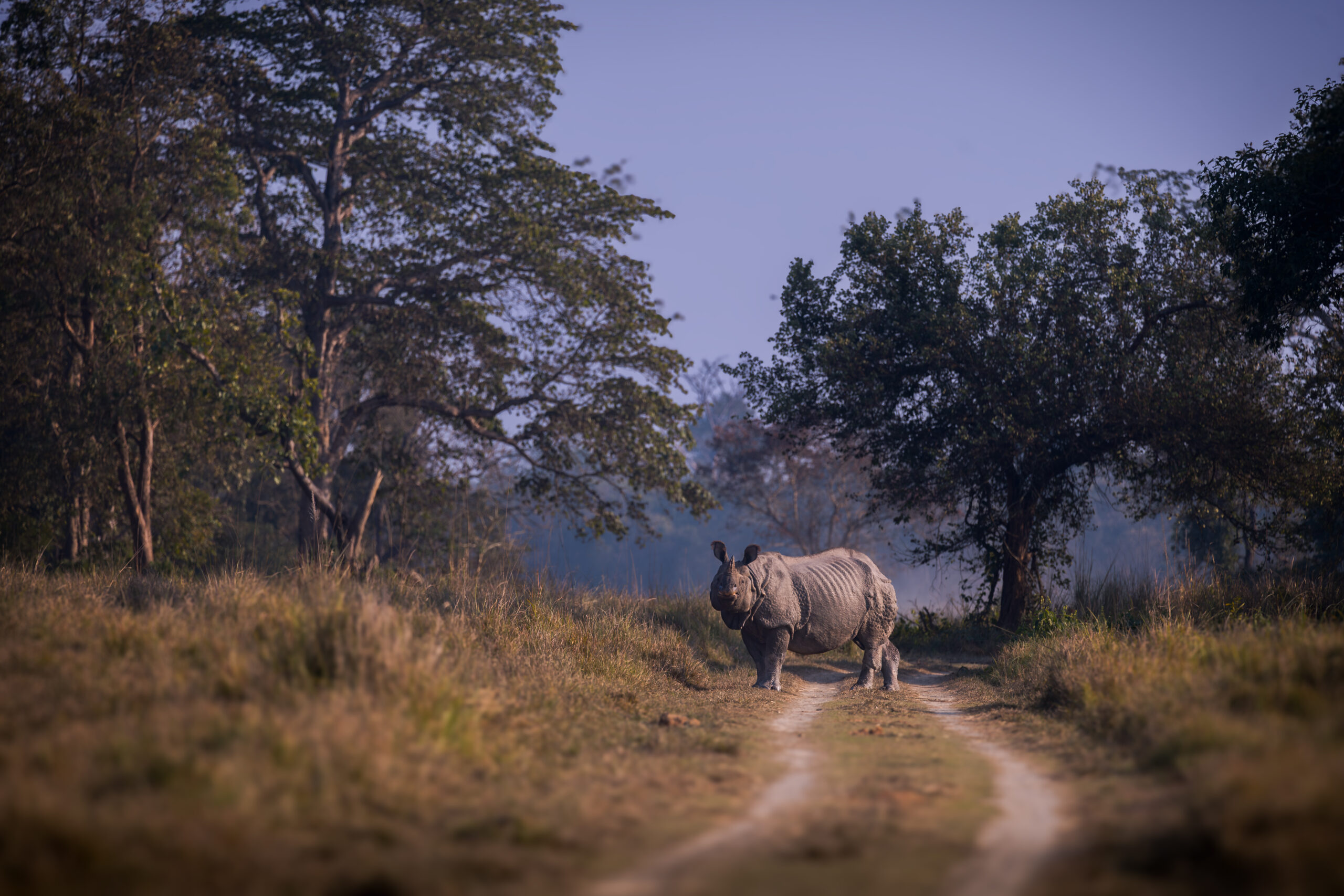 Terrific Terai gallery image 4