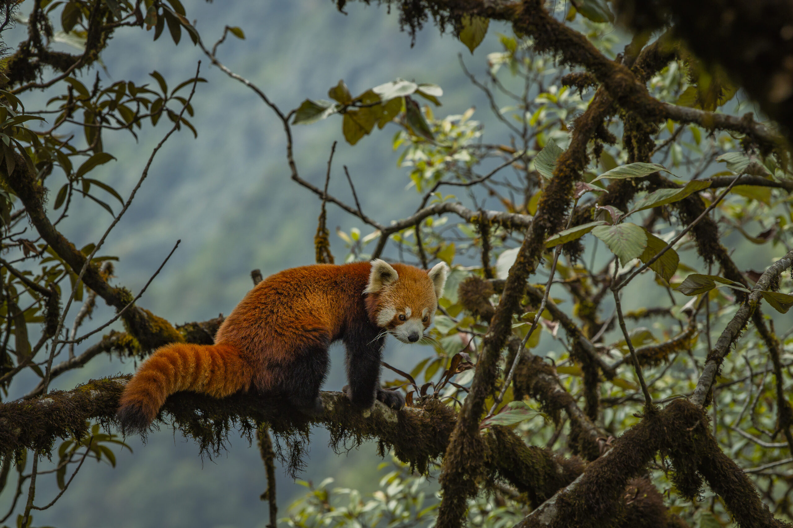 Trail of the Himalayan Firefox gallery image 4
