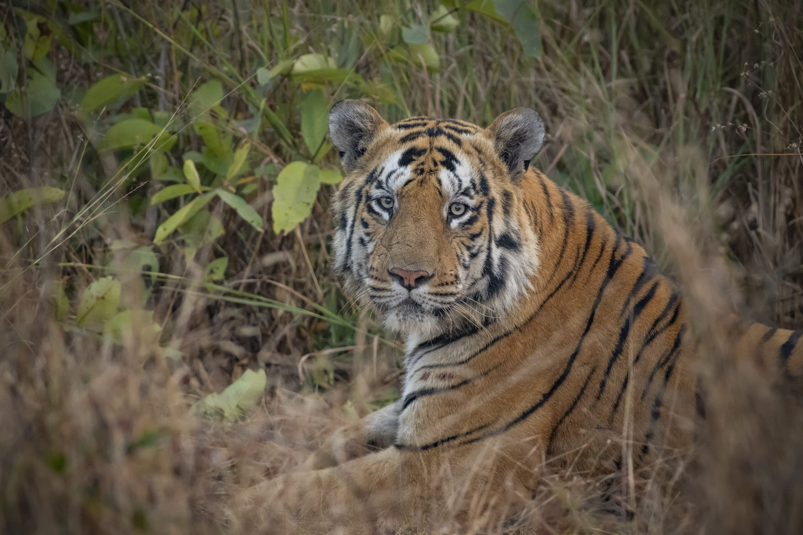 Central India’s Six-Park Safari gallery image 3