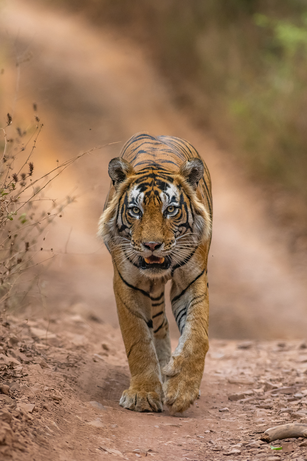 Ranthambhore gallery image 7