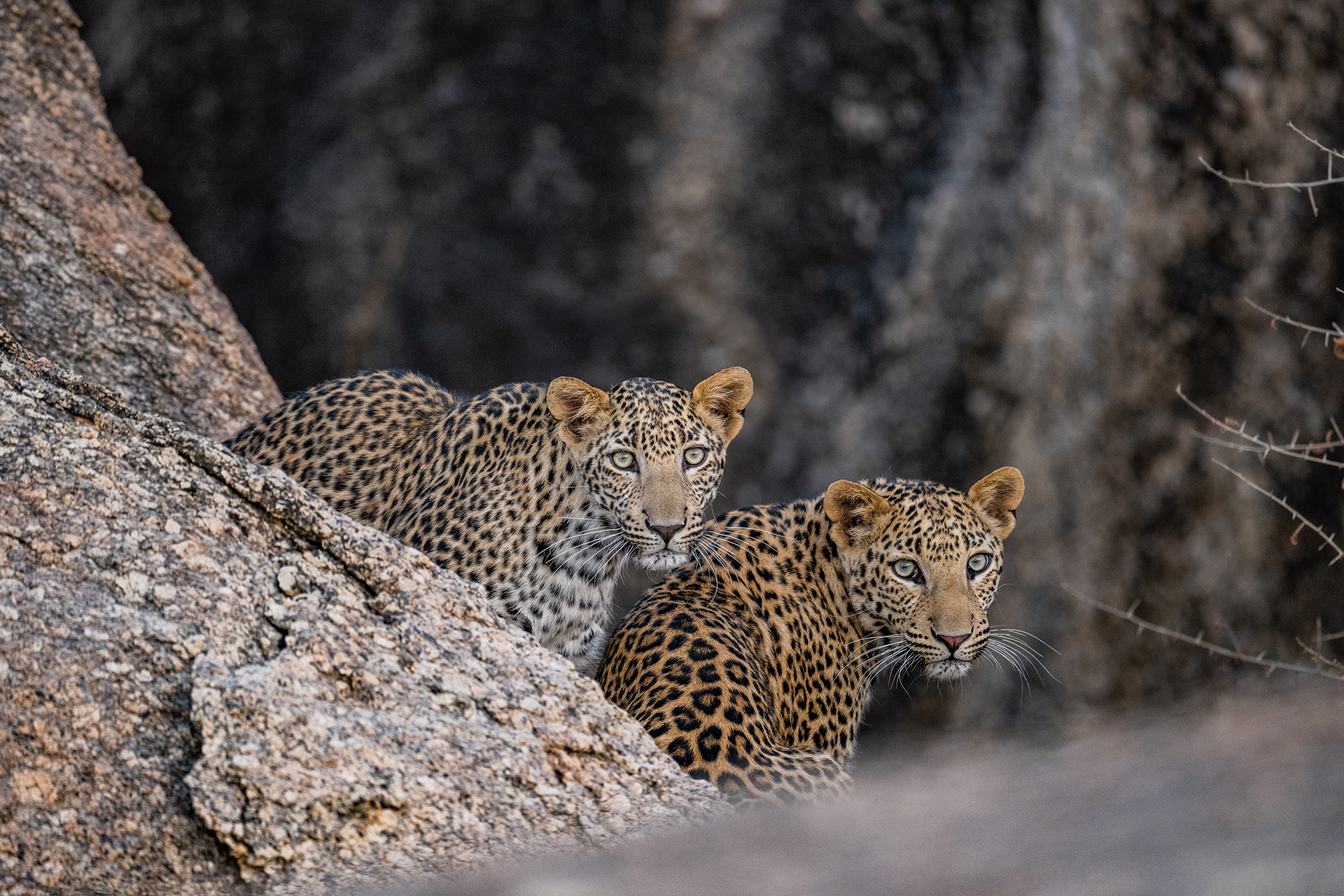 Jawai gallery image 7