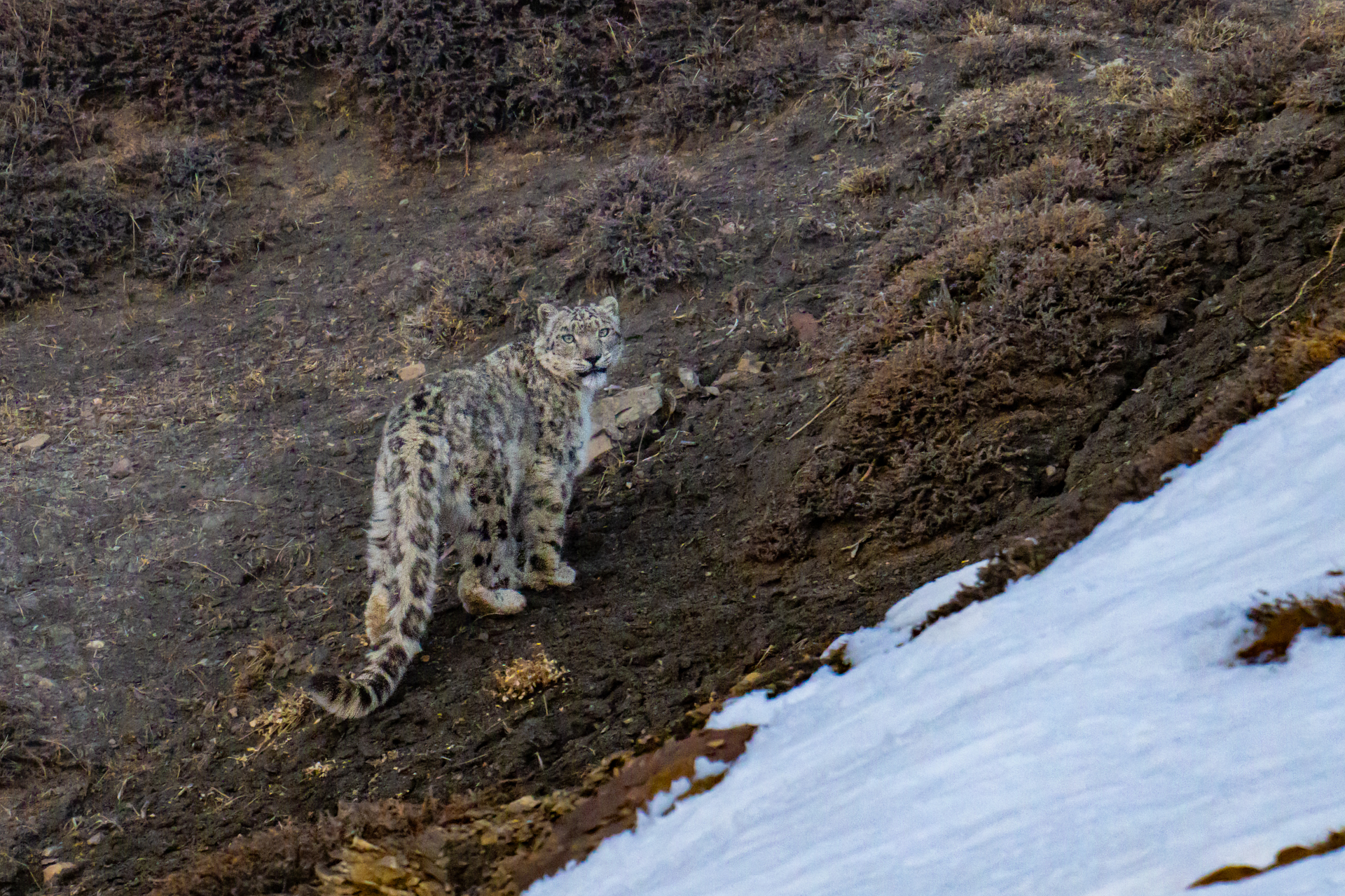 Spiti Valley gallery image 7