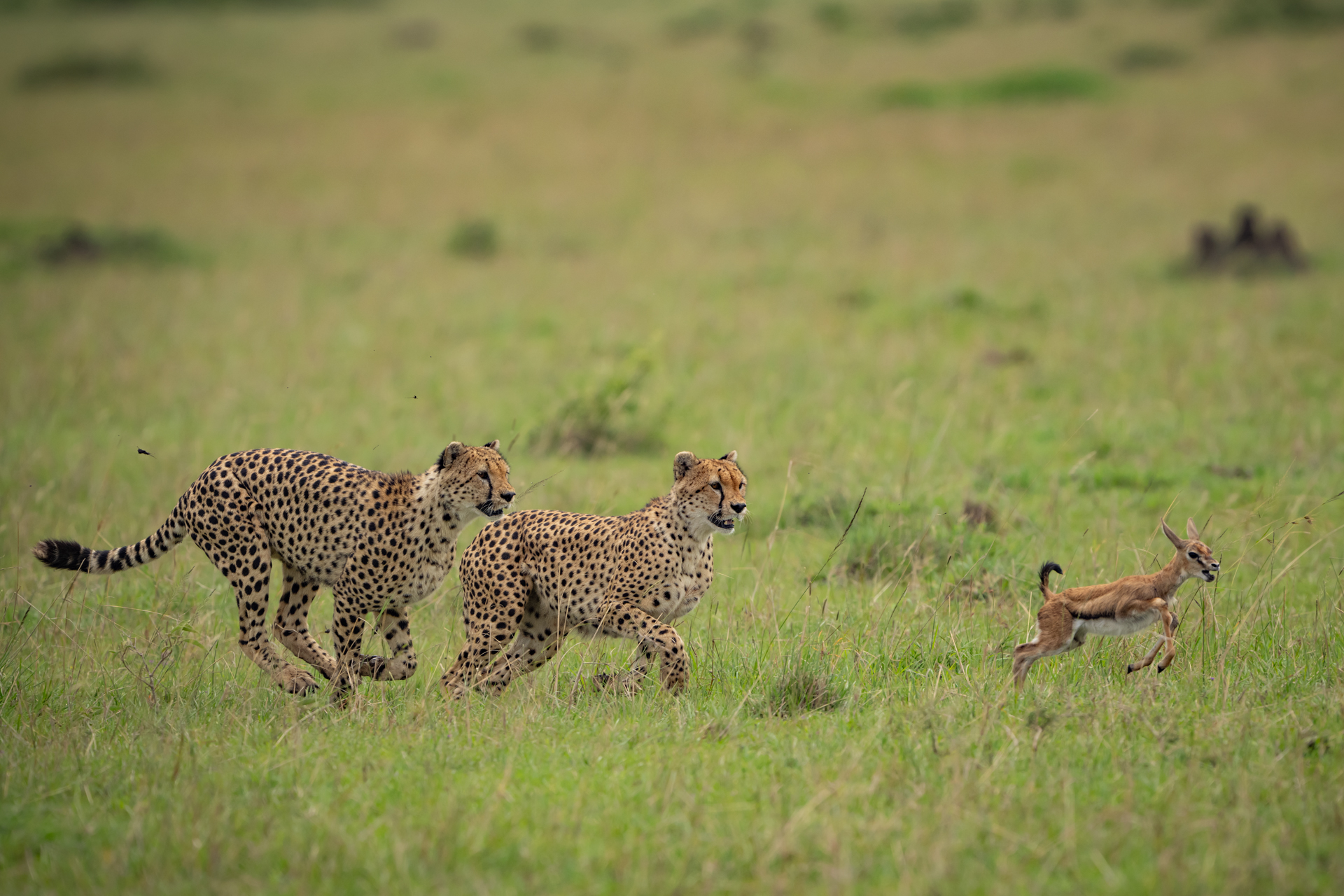 Kenya gallery image 8