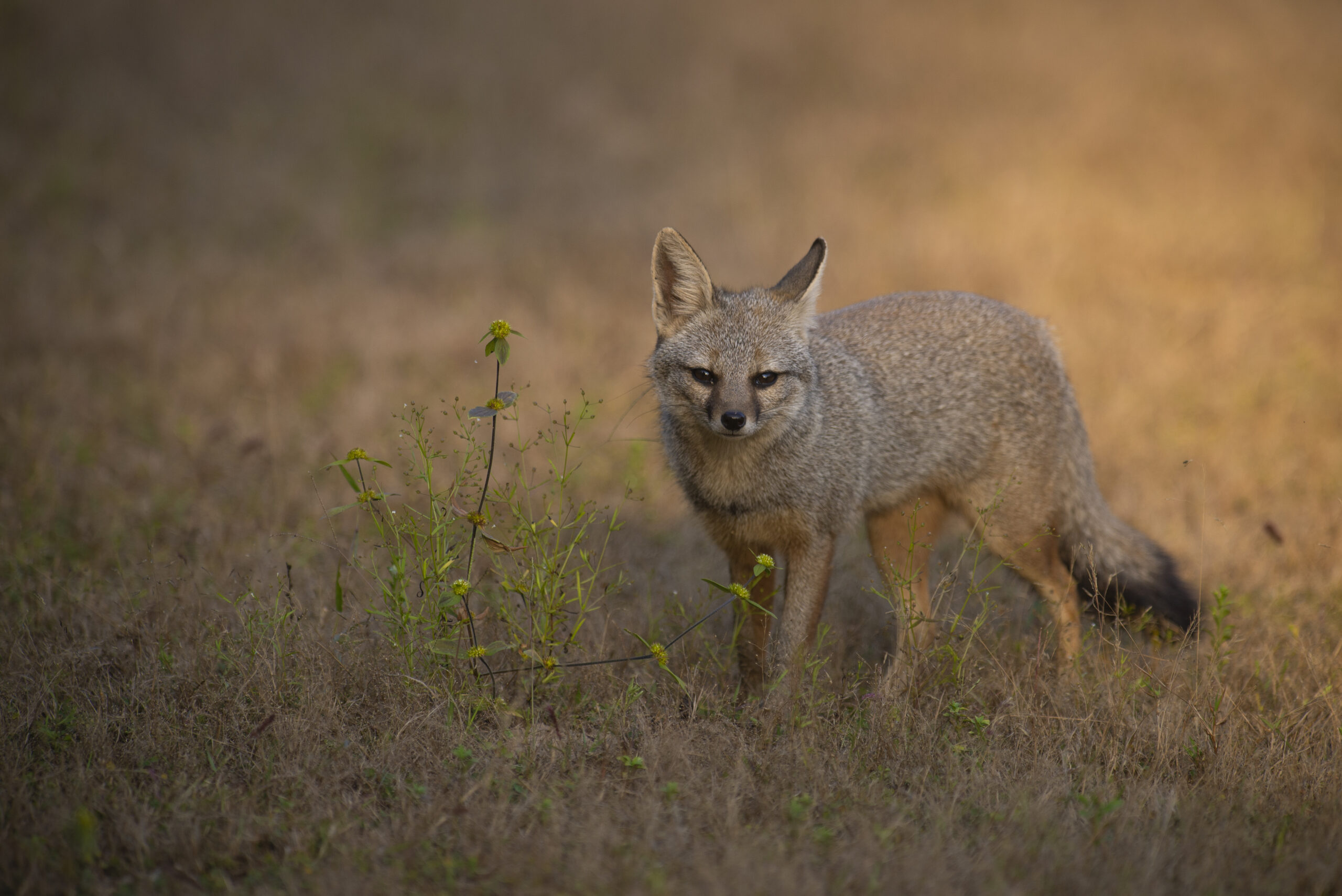 Bandhavgarh gallery image 7