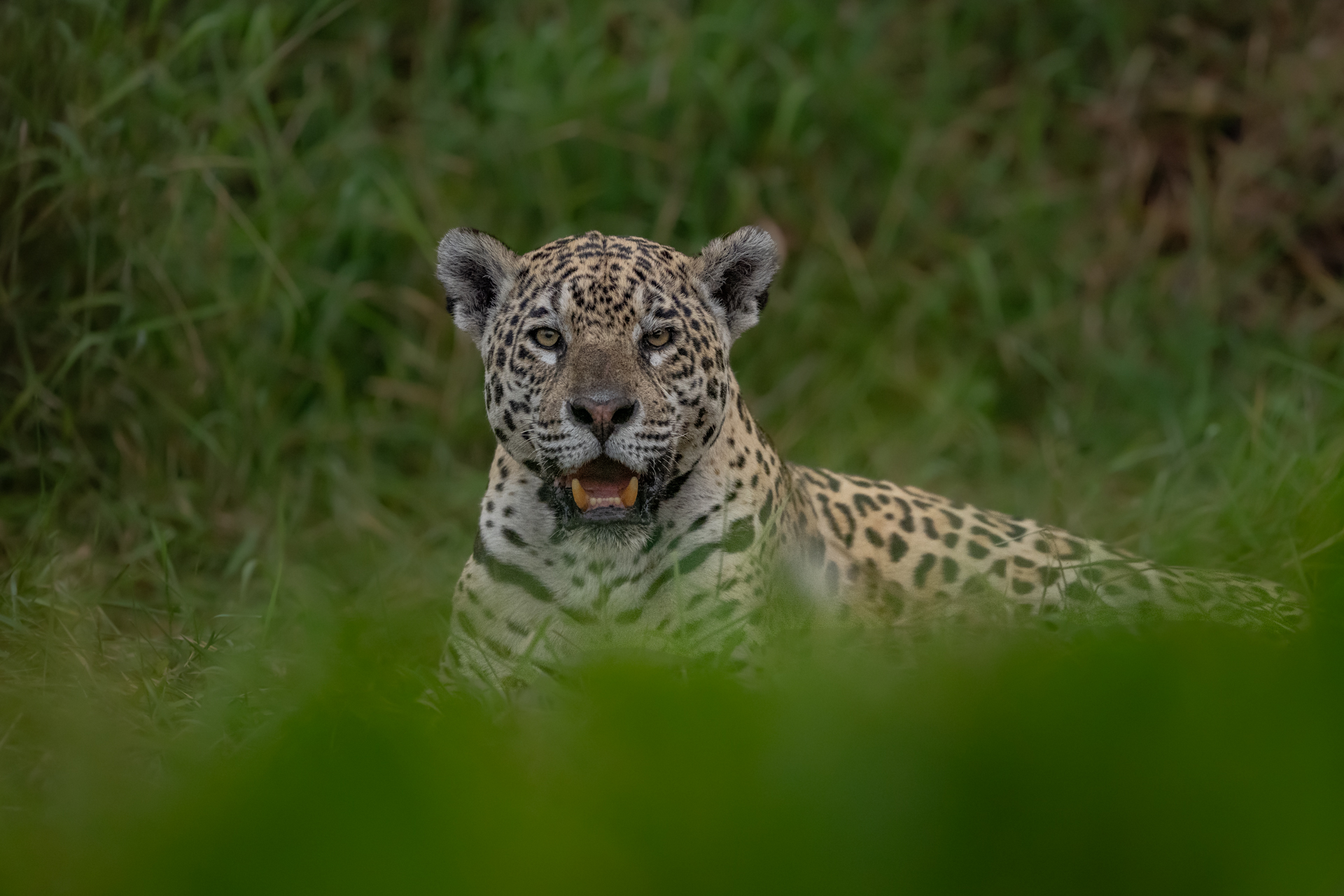 The Pantanal Wetlands gallery image 4