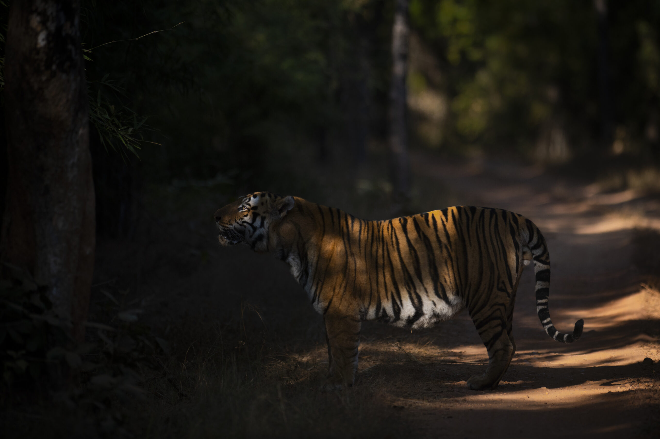 Kanha gallery image 7